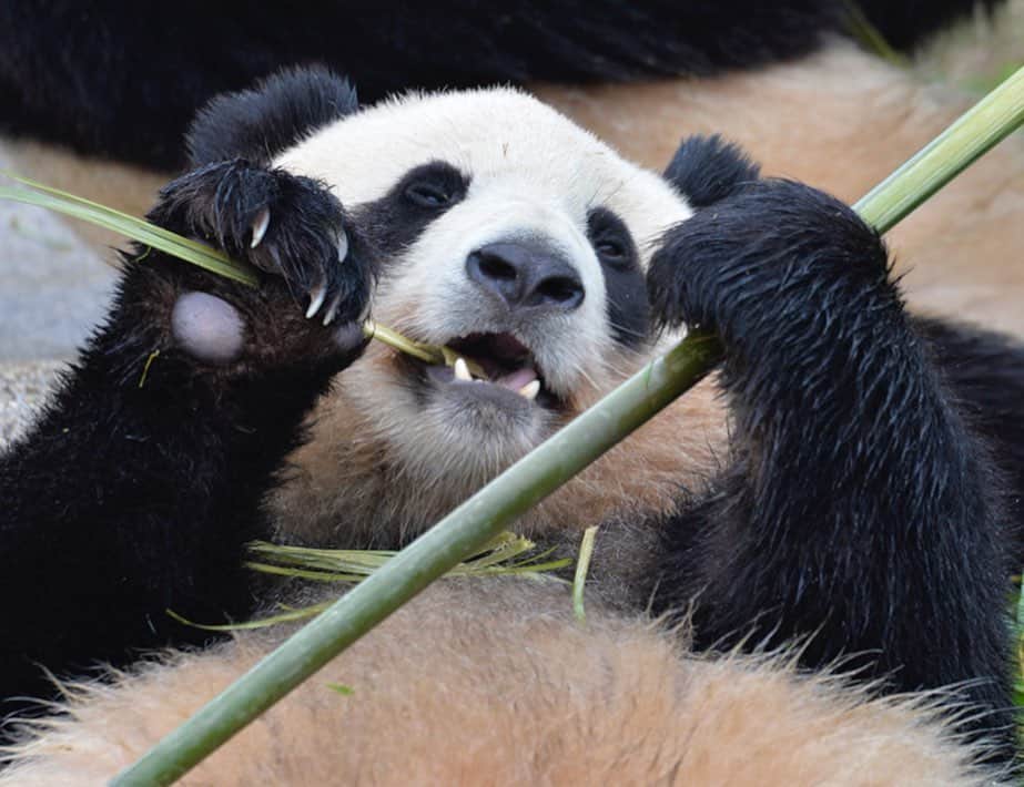 パンダ（白浜）さんのインスタグラム写真 - (パンダ（白浜）Instagram)「Thanks, Love, Origin of HELLO PANDA #桜浜 #桃浜　🌸🍑 #cutepanda #giantpanda #ジャイアントパンダ　#赤ちゃん #baby #funny #panda #パンダ #pandababy #pandas #cute #animal #animals #zoo #baby #love #adventureworld #アドベンチャーワールド ⭐︎ #pandamentalcosplay」2月5日 3時55分 - hellopanda_book