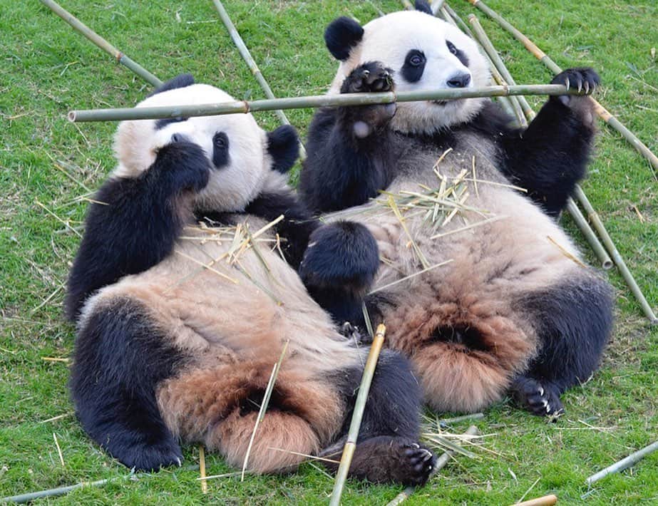 パンダ（白浜）さんのインスタグラム写真 - (パンダ（白浜）Instagram)「Thanks, Love, Origin of HELLO PANDA #桜浜 #桃浜　🌸🍑 #cutepanda #giantpanda #ジャイアントパンダ　#赤ちゃん #baby #funny #panda #パンダ #pandababy #pandas #cute #animal #animals #zoo #baby #love #adventureworld #アドベンチャーワールド ⭐︎ #pandamentalcosplay」2月5日 3時55分 - hellopanda_book