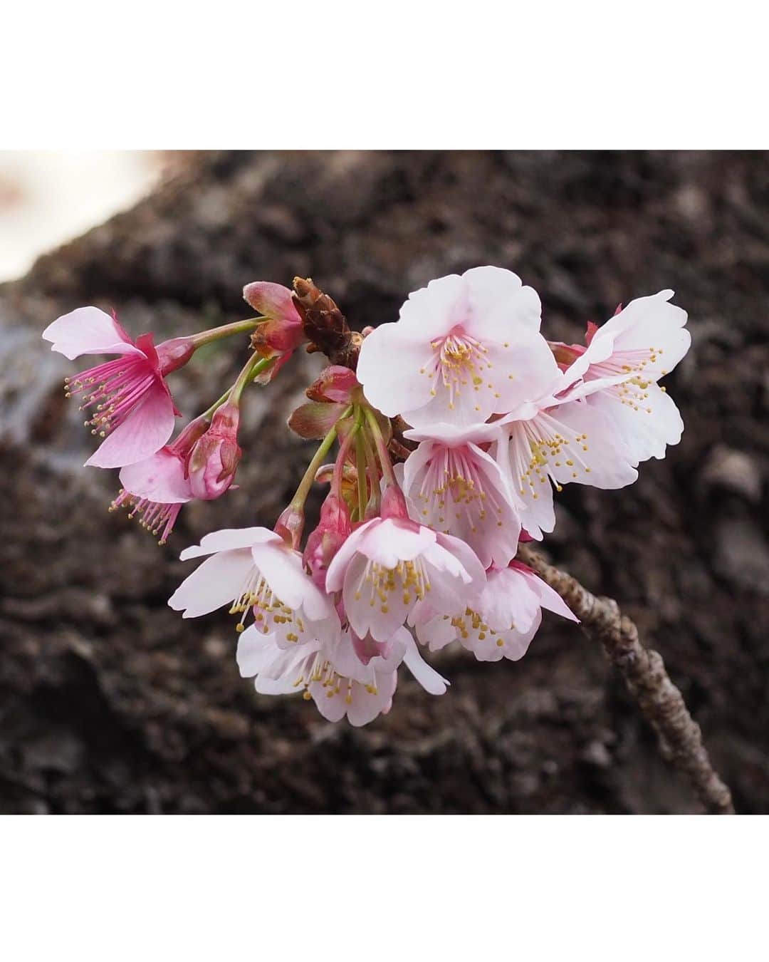 田中美都（気象予報士）さんのインスタグラム写真 - (田中美都（気象予報士）Instagram)「𖤣𖥧𖥣𖡡𖥧𖤣 ちなみに熱海では早咲きの”あたみ桜”が満開でした🌸  熱海市のHPによると、 あたみ桜は沖縄のカンヒザクラと同じくらいの1月頃から咲きはじめて、日本列島で最も早く咲く桜だそうです🌸早咲きの桜として知られる河津桜より約1カ月早いみたいですよ〜！  知らなかった〜😳 確かにいくつかの木はすでに散り始めで、花吹雪になっていました🫧🌸 皆さんにも春をおすそわけ🌷  #気象キャスター #気象予報士 #天気予報 #熱海 #あたみ桜 #あたみ桜糸川桜まつり」2月5日 10時13分 - tanaka_mito_