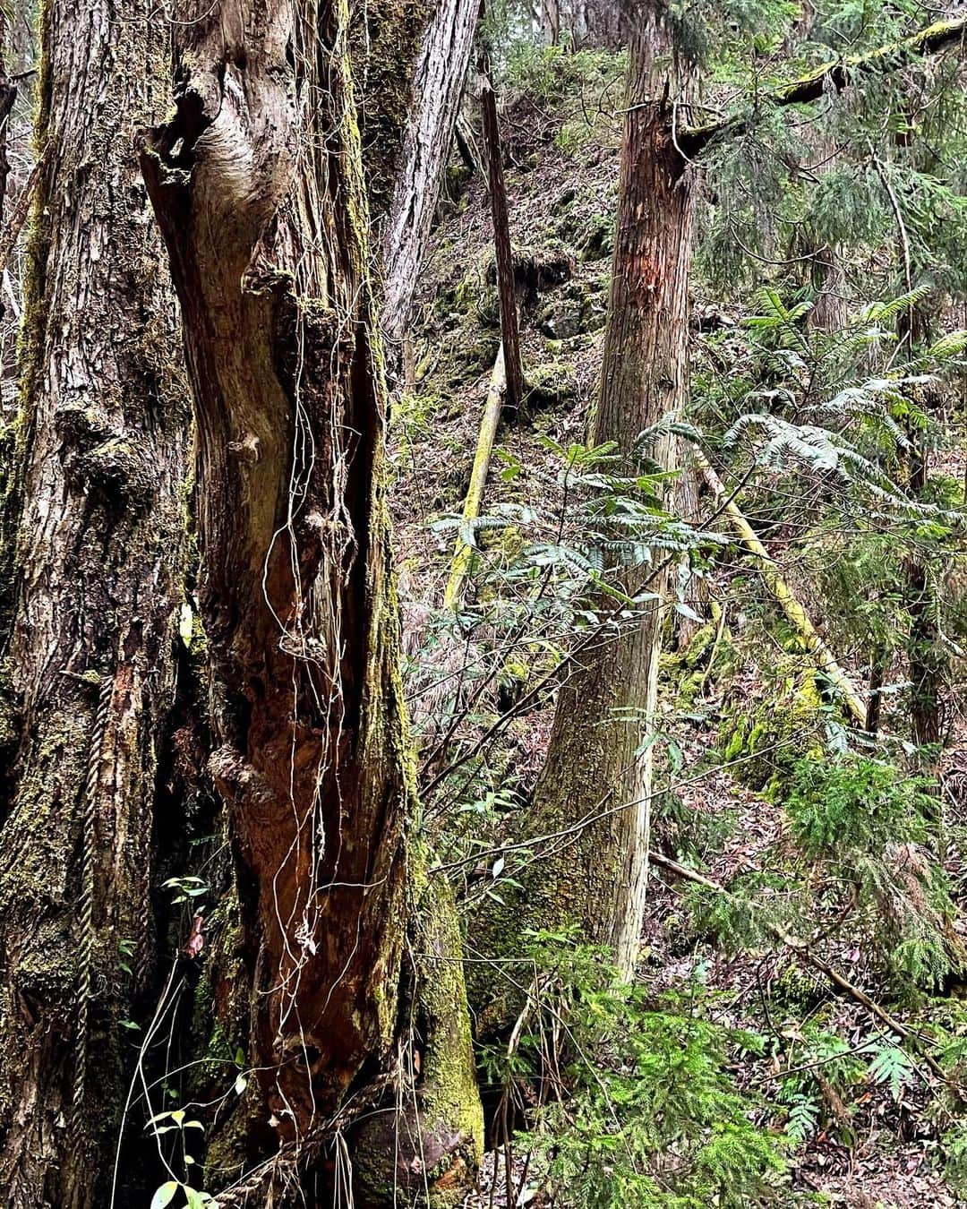 百合華さんのインスタグラム写真 - (百合華Instagram)「京都美山での狩猟中に山の中でとっても神々しい御神木と出逢えました🦌✨🐾  #御神木に触れてパワーチャージ   #しめ縄には神域と現世を隔てる結界としての役目がある   １本の大きな木から色んな種類の木が生えていてなんとも芸術的な大自然のアート作品に只々感動✨✨✨  #大自然のパワースポット   山の神様へ日頃の感謝の気持ちと一緒に早く雪が沢山降りますようにとお祈りした結果次の週には豪雪地域になっておりました☃️❄️🎶  #山の神様からのプレゼント   #雪が降るとテンション上がる大人   #猟 #狩猟 #御神木 #山の神様 #御神木パワー  #神々しさに感動  #偶然出逢えた絶景  #御神木のエネルギー  #大自然を全身で感じる  #誘われるがままシリーズ  #大自然が教えてくれること  #山の神様ありがとうございます」2月5日 16時52分 - yurika.lovelily