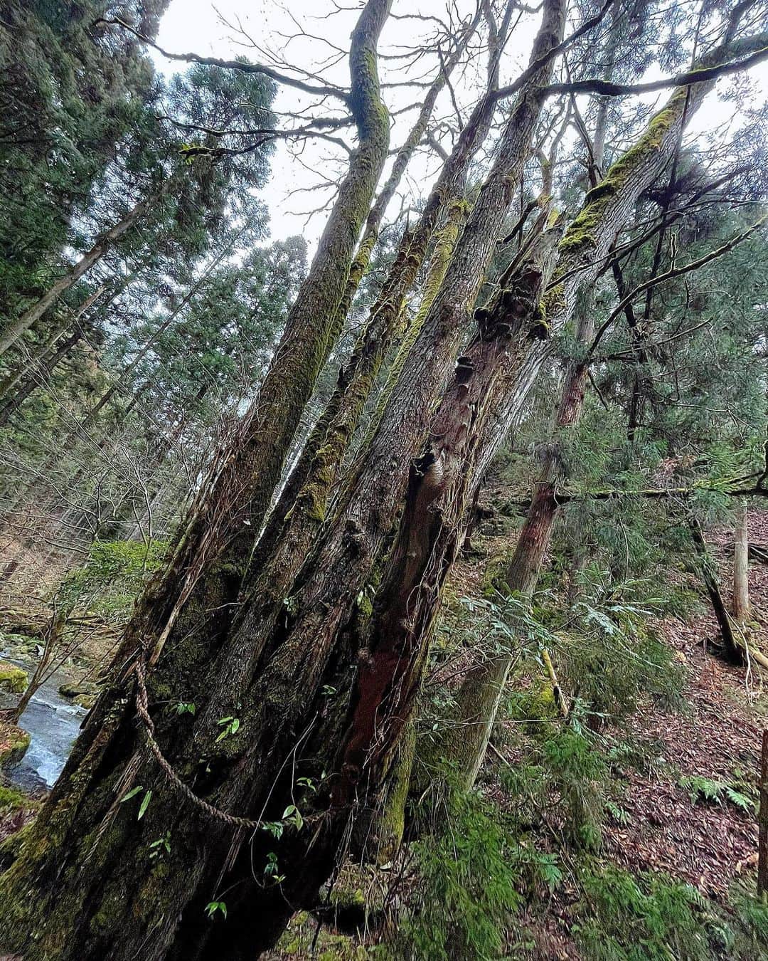 百合華さんのインスタグラム写真 - (百合華Instagram)「京都美山での狩猟中に山の中でとっても神々しい御神木と出逢えました🦌✨🐾  #御神木に触れてパワーチャージ   #しめ縄には神域と現世を隔てる結界としての役目がある   １本の大きな木から色んな種類の木が生えていてなんとも芸術的な大自然のアート作品に只々感動✨✨✨  #大自然のパワースポット   山の神様へ日頃の感謝の気持ちと一緒に早く雪が沢山降りますようにとお祈りした結果次の週には豪雪地域になっておりました☃️❄️🎶  #山の神様からのプレゼント   #雪が降るとテンション上がる大人   #猟 #狩猟 #御神木 #山の神様 #御神木パワー  #神々しさに感動  #偶然出逢えた絶景  #御神木のエネルギー  #大自然を全身で感じる  #誘われるがままシリーズ  #大自然が教えてくれること  #山の神様ありがとうございます」2月5日 16時52分 - yurika.lovelily