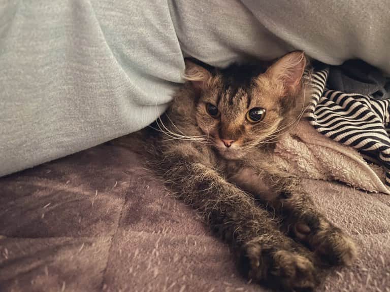 住吉美紀さんのインスタグラム写真 - (住吉美紀Instagram)「最近のネコにゃんまとめ。冬は被ったりくっついたり。 #猫 #ネコ #cat #catsofinstagram」2月5日 22時06分 - miki_sumiyoshi