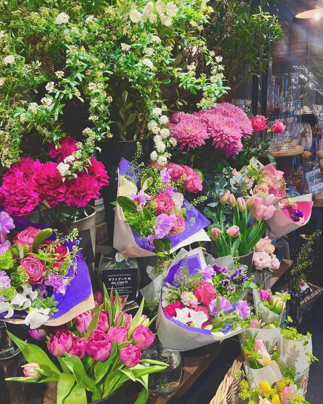 川口優菜さんのインスタグラム写真 - (川口優菜Instagram)「. Akasaka in Tokyo🥀🤍 Bought some cactus for mummy  来週から入院する母に、 サボテンを買ってきた😋🫧🥂 #akasaka #tokyo #japantravel  #tokyotrip」2月6日 0時40分 - yuna.kawaguchi