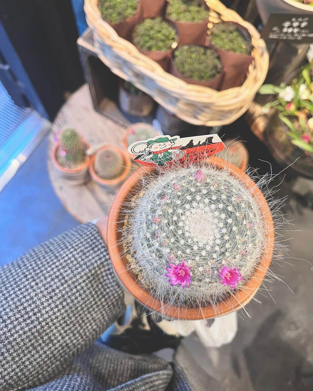 川口優菜さんのインスタグラム写真 - (川口優菜Instagram)「. Akasaka in Tokyo🥀🤍 Bought some cactus for mummy  来週から入院する母に、 サボテンを買ってきた😋🫧🥂 #akasaka #tokyo #japantravel  #tokyotrip」2月6日 0時40分 - yuna.kawaguchi