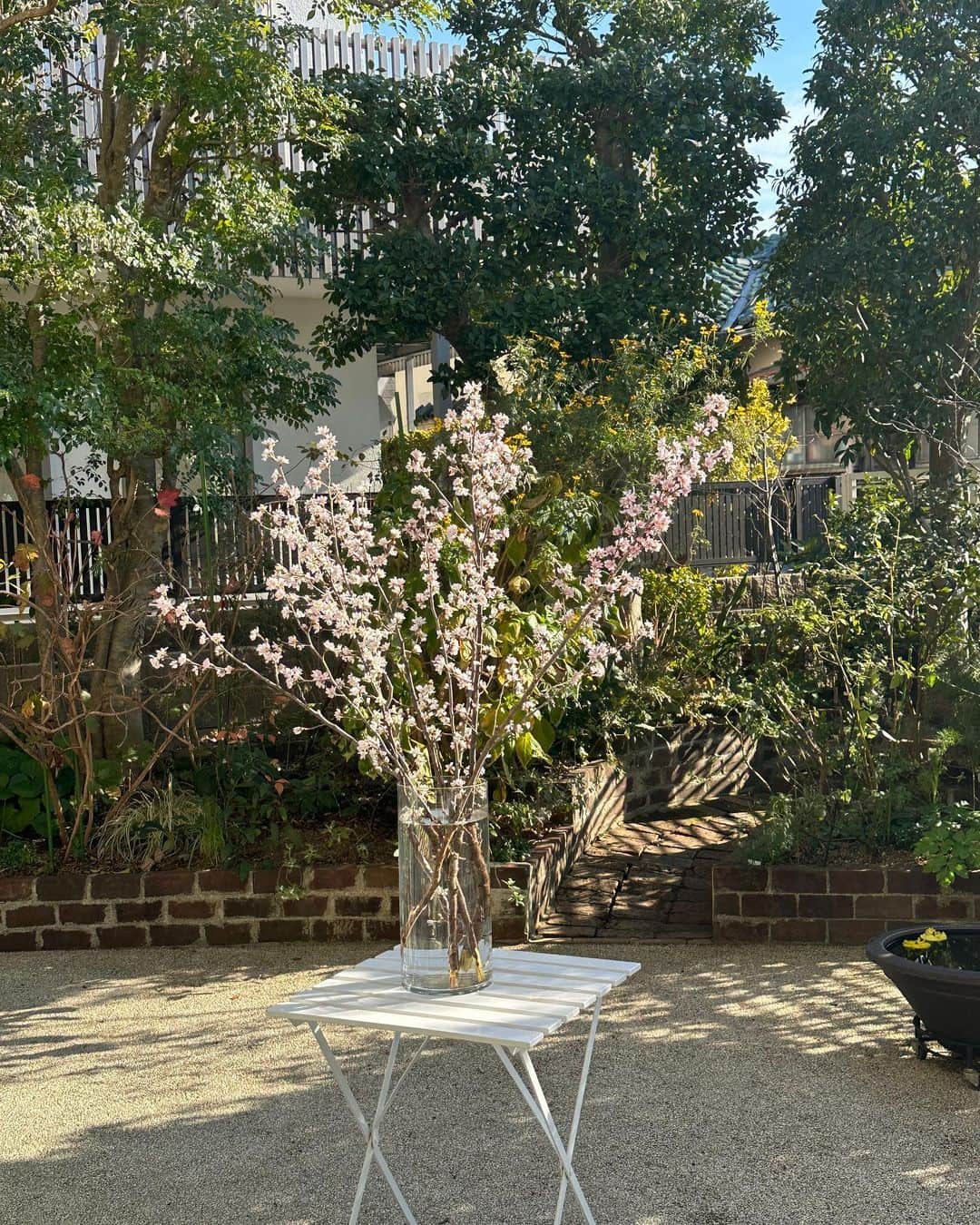 栗原はるみさんのインスタグラム写真 - (栗原はるみInstagram)「みなさんおはようございます。 撮影で使った桜ですが庭の真ん中に置いたら昨日はみんなでお花見したみたいでした。 お天気も良くて寒くなかったので庭の手入れが楽しく出来ました。ヒヨドリがピラカンサの実を食べに来たり、鳩が遊びに来たり楽しい庭です。 昨日のみなさんのお昼ご飯。 仲良しからいただいた生牡蠣と冬瓜。牡蠣は玲児さんが大好きな食べ方で。ケチャップ、レモンを絞ってタバスコをかけます。いただいた魚のアラといただいた冬瓜、ズッキーニと油揚げを一緒に入れてお鍋にしました。 ちくわの磯辺揚げ 豆もやしの黒酢あんかけなど。 楽しい時間はあっという間に終わってしまいます。みんな来週も絶対に来てね〜。 みなさん今日も楽しい一日を過ごしてね〜。 私は今から撮影なのでおやつを作ります。今日は夜まで撮影、長い一日になりそうです。 #栗原はるみ  #kuriharaharumi  玲児さんに今年初めての桜を見てもらいました。  我が家のきんかんの手入れです。鉢植えのきんかんはどこでも市販されている肥料を土と混ぜています。日当たりのいい場所において間引き過ぎないように注意しています。」2月6日 6時59分 - harumi_gram