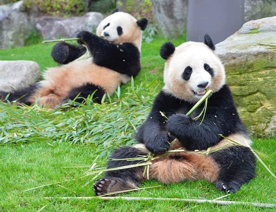 パンダ（白浜）さんのインスタグラム写真 - (パンダ（白浜）Instagram)「Thanks, Love, Origin of HELLO PANDA #桜浜 #桃浜　🌸🍑 #cutepanda #giantpanda #ジャイアントパンダ　#赤ちゃん #baby #funny #panda #パンダ #pandababy #pandas #cute #animal #animals #zoo #baby #love #adventureworld #アドベンチャーワールド ⭐︎ #pandamentalcosplay」2月6日 12時34分 - hellopanda_book