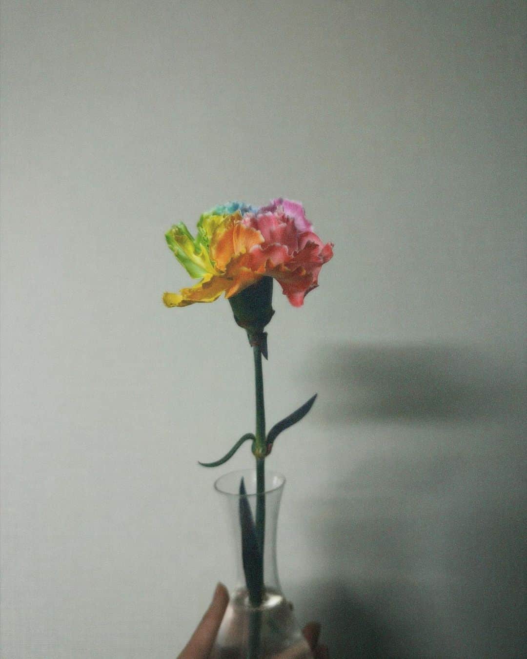 石川翔鈴さんのインスタグラム写真 - (石川翔鈴Instagram)「. 撮影現場近くのお花屋さんで 虹色カーネーションに出逢った^_^✌︎ 自然のままの色のお花が好きだけど 染色されたお花も素敵で好き」2月6日 17時46分 - karen__i328