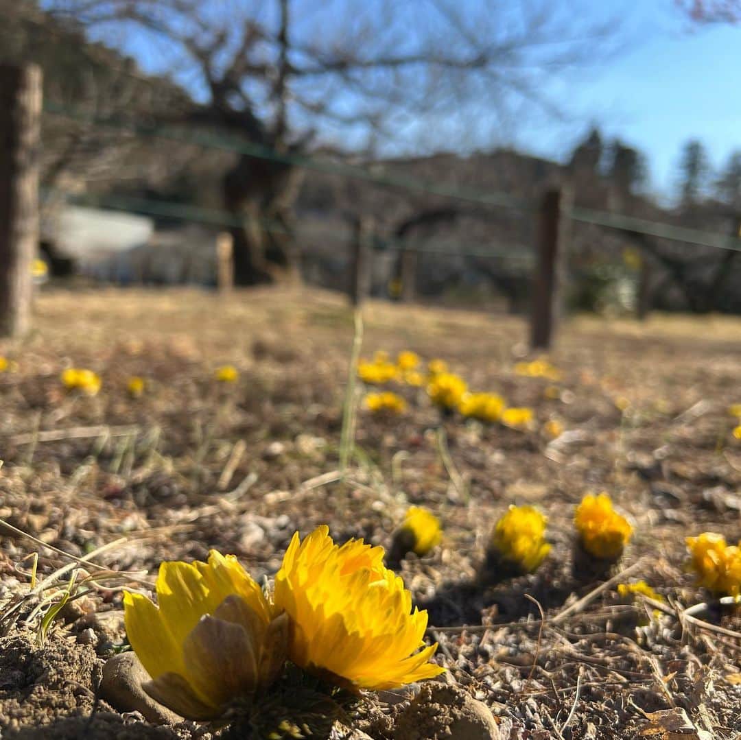 小室ゆらさんのインスタグラム写真 - (小室ゆらInstagram)「. ⁡ ⁡ ドライブがてら梅を見に.. まだちらほらしか咲いてなかったけど いい香りに癒されました🫶🏻 ⁡ インスタントカメラ片手にお散歩も なかなかいいものだ~！ ⁡ 2枚目は福寿草︎✿ 冷たい地面を割って出てきた可愛いお花に なんだか勇気づけられた＾＾ ⁡ ⁡ .」2月6日 17時55分 - komuro_yura_official