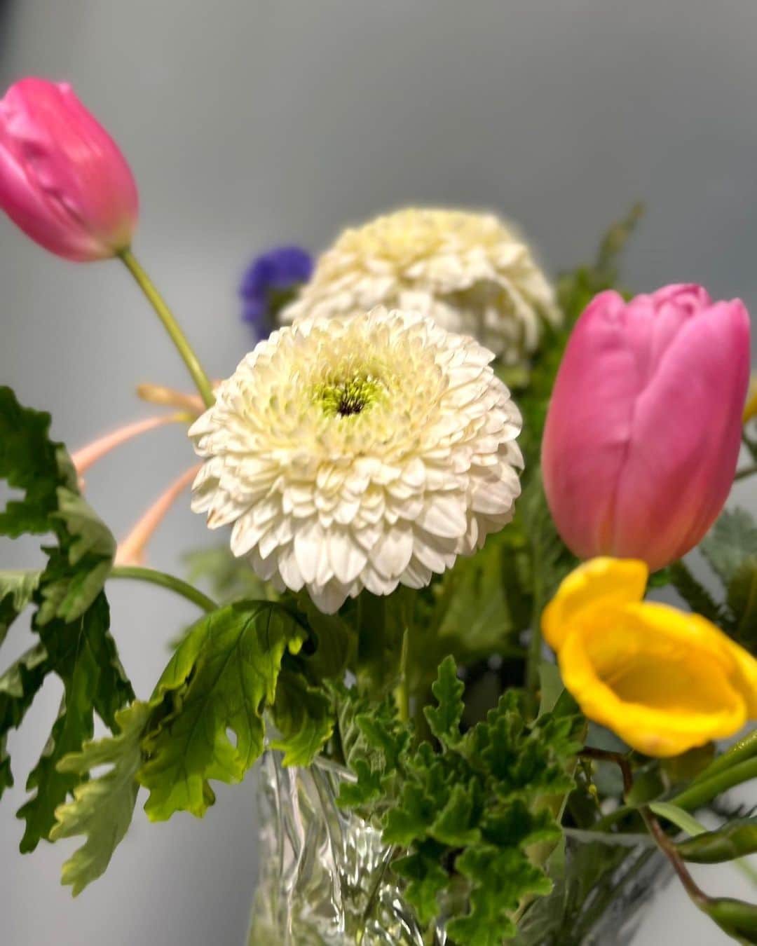 美波千夏さんのインスタグラム写真 - (美波千夏Instagram)「.  楽しみにしてた“お花の定期便“が届いた〜💓 @moafura_official  ワンランク上のお花が毎月届くサービス✨ 今回はガーベラとかチューリップの花束だった🌷🌷 かわいい🥺💓  開けるまでわからないのが これまた楽しみなんだな〜💓  “お花のある暮らし“をしたかったから こういうサービスは嬉しい😆💓  .  .  #moafura   #モアフラ #お花の定期便 #お花のある暮らし #バラ花束 #バラ定期便 #バラサブスク #バラギフト」2月6日 18時22分 - chinatsu_minami