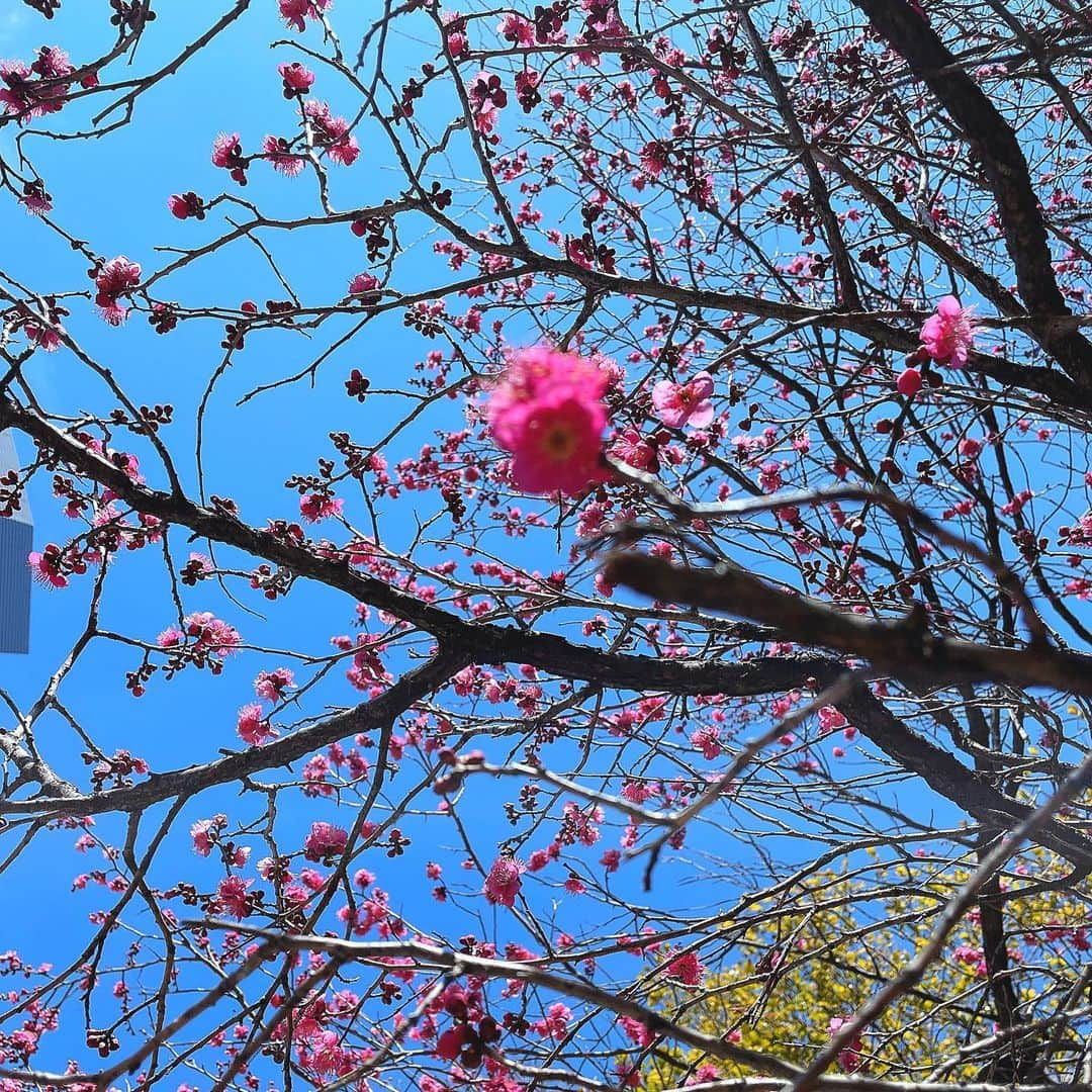 理絵さんのインスタグラム写真 - (理絵Instagram)「で、  階段の途中で梅の花を発見❕  手前の花にピントが合わず必死にカラダを反り、ピントを合わせようとするが  これ以上反ったら蒲田行進曲の階段落ち状態になる予感がした為  ピントはあきらめてパチリ📸✨  #田無神社 #梅の花 #梅」2月6日 19時07分 - ____rie____