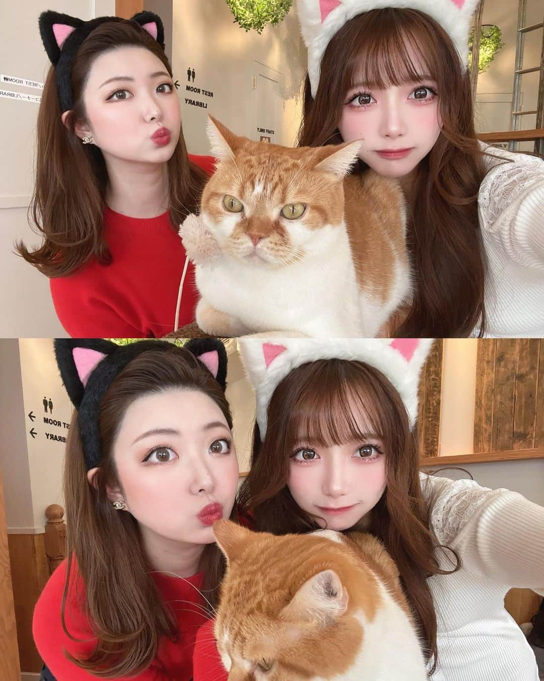 あやちゃんさんのインスタグラム写真 - (あやちゃんInstagram)「久しぶりの猫カフェ🐈♥︎ 癒されたー🥺 1時間あっという間だった🤍  #猫カフェ #猫カフェmocha #猫カフェモカ #猫カフェmocha原宿店 #猫 #ねこのいる生活 #ねこすたぐらむ #原宿カフェ #表参道カフェ #明治神宮前カフェ  #白コーデ #カフェ巡り #マンチカン」2月6日 20時33分 - aya.you.love.r