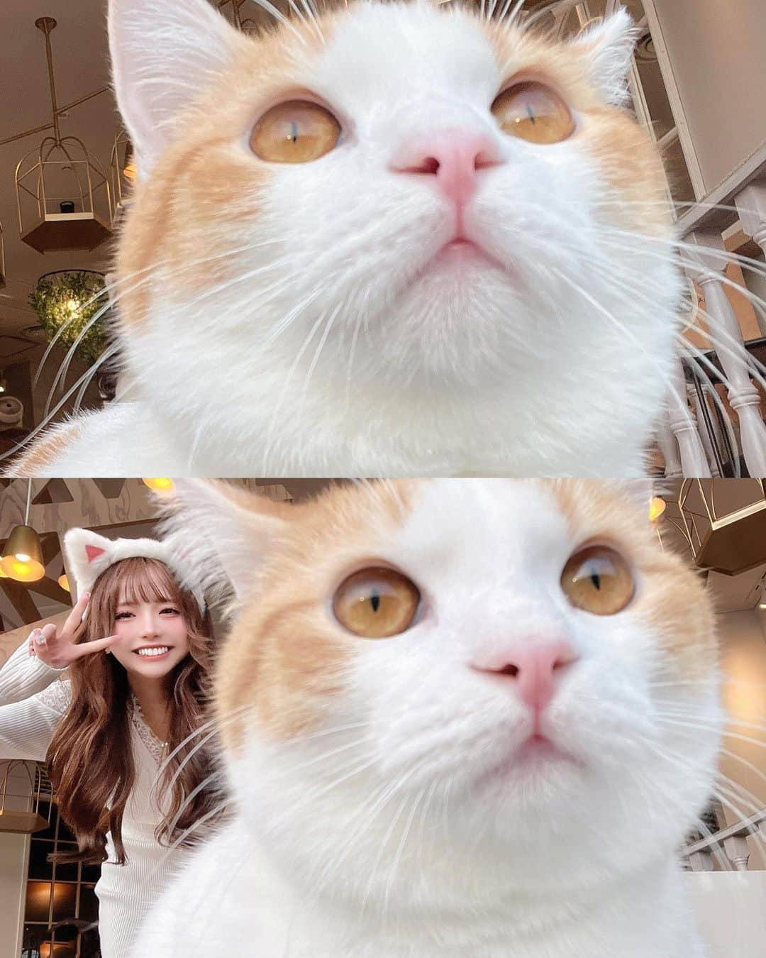 あやちゃんさんのインスタグラム写真 - (あやちゃんInstagram)「久しぶりの猫カフェ🐈♥︎ 癒されたー🥺 1時間あっという間だった🤍  #猫カフェ #猫カフェmocha #猫カフェモカ #猫カフェmocha原宿店 #猫 #ねこのいる生活 #ねこすたぐらむ #原宿カフェ #表参道カフェ #明治神宮前カフェ  #白コーデ #カフェ巡り #マンチカン」2月6日 20時33分 - aya.you.love.r