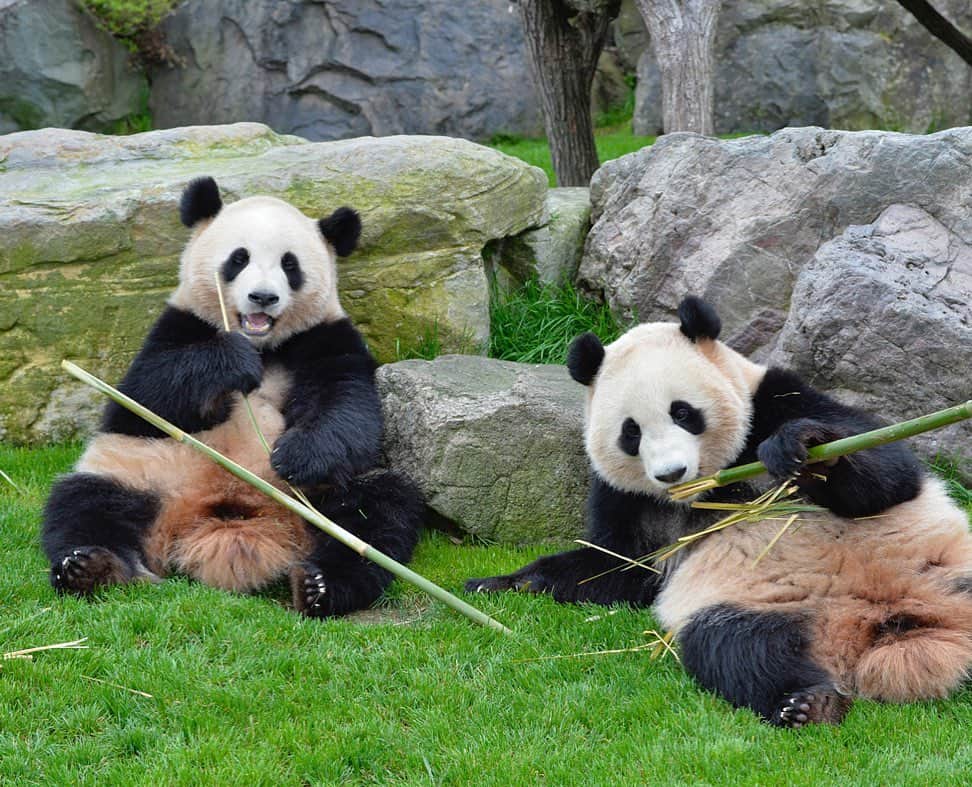 パンダ（白浜）さんのインスタグラム写真 - (パンダ（白浜）Instagram)「Thanks, Love, Origin of HELLO PANDA #桜浜 #桃浜　🌸🍑 #cutepanda #giantpanda #ジャイアントパンダ　#赤ちゃん #baby #funny #panda #パンダ #pandababy #pandas #cute #animal #animals #zoo #baby #love #adventureworld #アドベンチャーワールド ⭐︎ #pandamentalcosplay」2月7日 3時05分 - hellopanda_book