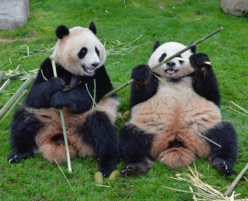 パンダ（白浜）さんのインスタグラム写真 - (パンダ（白浜）Instagram)「Thanks, Love, Origin of HELLO PANDA #桜浜 #桃浜　🌸🍑 #cutepanda #giantpanda #ジャイアントパンダ　#赤ちゃん #baby #funny #panda #パンダ #pandababy #pandas #cute #animal #animals #zoo #baby #love #adventureworld #アドベンチャーワールド ⭐︎ #pandamentalcosplay」2月7日 3時05分 - hellopanda_book