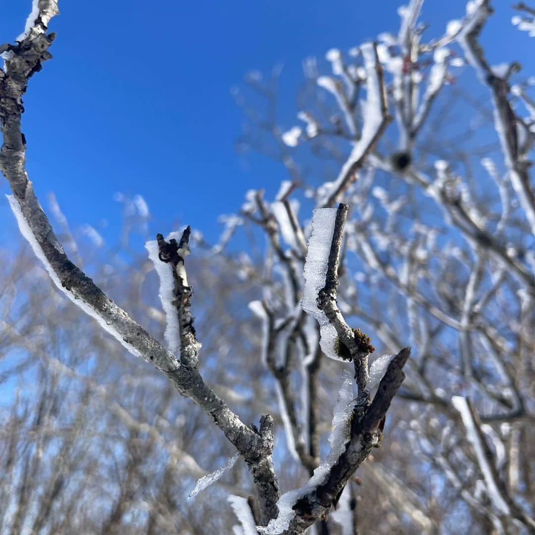 あだち理絵子さんのインスタグラム写真 - (あだち理絵子Instagram)「#八丁平　から10分で #三峰山山頂 標高　1235m  のぼったどーーー。  残念ながら、霧氷はちょっとだけっ。  雪の上に溶けて落ちた後がたくさんありました。  よし、せっかくきたから  #平倉峰　も寄っていこう！  細いアップダウンの尾根沿い ほんとはここが #霧氷ロード　らしいっ。  全然　霧氷はなかったけれど、 景色が良くて 人もぐっと減って #雪山　って感じが良かったー。  頂上から30分ほど、で  到着っ😊」2月7日 17時36分 - adachi.rieko