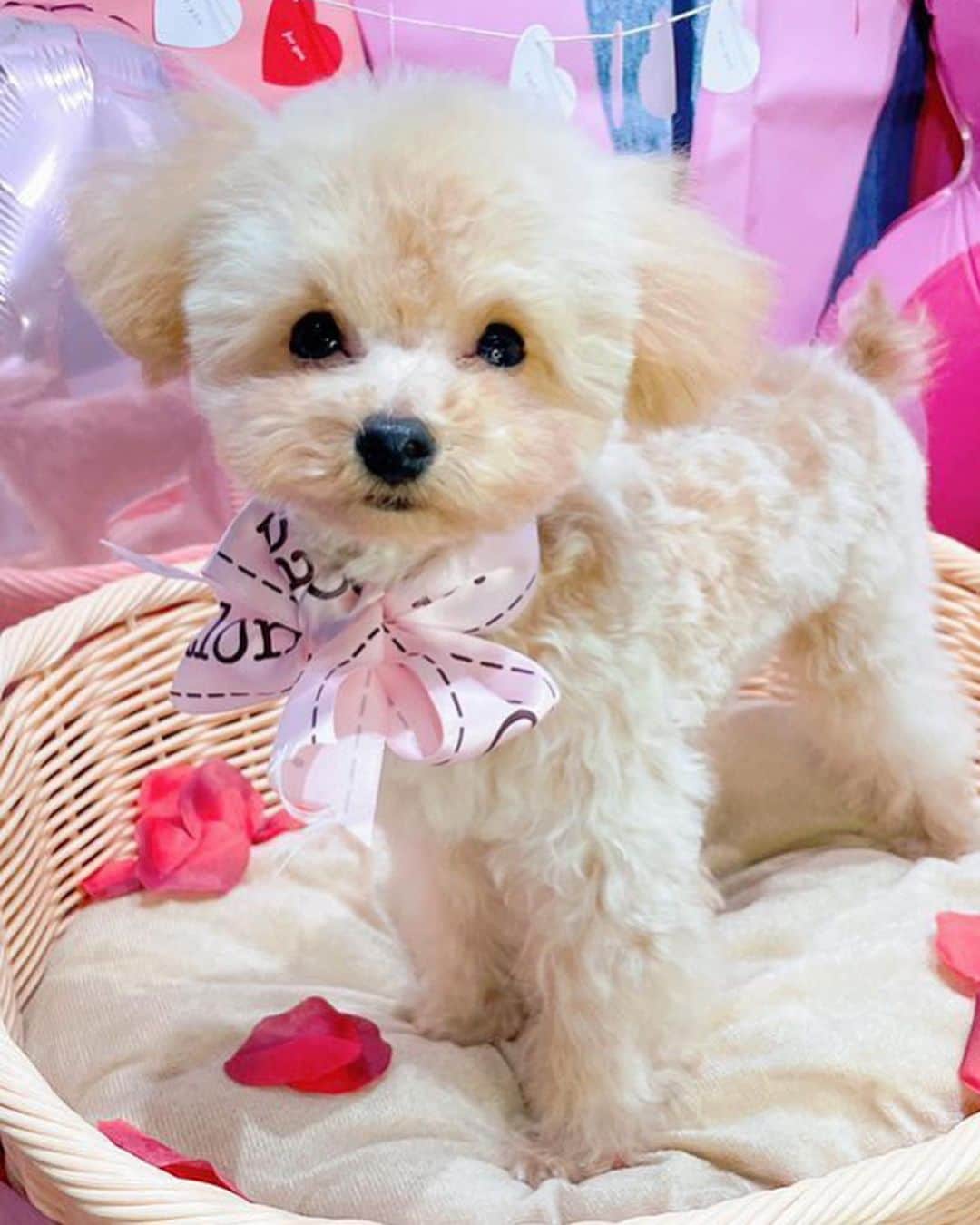 立石晴香さんのインスタグラム写真 - (立石晴香Instagram)「my dog family🐩💓 実家と行ったり来たりの子もいますが初めましての子もよろしくお願いします🐩  #dog #poodles #poodle #いぬすたぐらむ」2月8日 6時37分 - haruka_tateishi