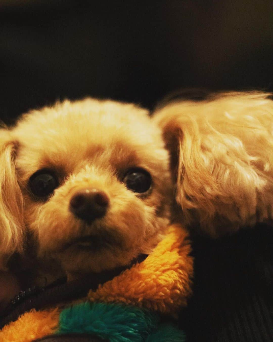 立石晴香さんのインスタグラム写真 - (立石晴香Instagram)「my dog family🐩💓 実家と行ったり来たりの子もいますが初めましての子もよろしくお願いします🐩  #dog #poodles #poodle #いぬすたぐらむ」2月8日 6時37分 - haruka_tateishi