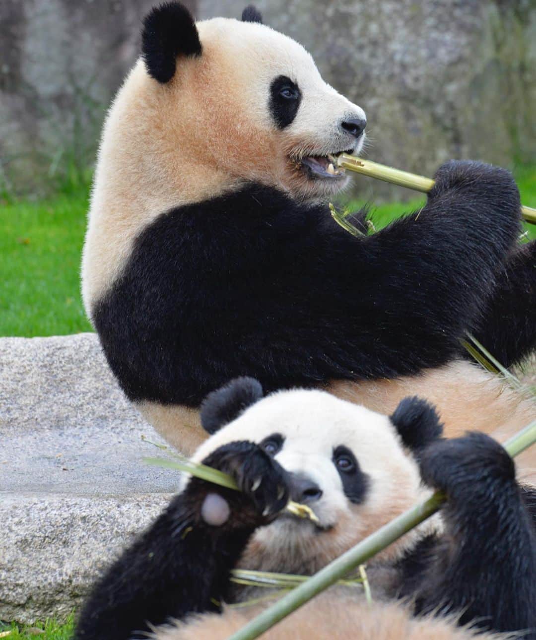 パンダ（白浜）さんのインスタグラム写真 - (パンダ（白浜）Instagram)「Thanks, Love, Origin of HELLO PANDA #桜浜 #桃浜　🌸🍑 #cutepanda #giantpanda #ジャイアントパンダ　#赤ちゃん #baby #funny #panda #パンダ #pandababy #pandas #cute #animal #animals #zoo #baby #love #adventureworld #アドベンチャーワールド ⭐︎ #pandamentalcosplay」2月8日 13時39分 - hellopanda_book