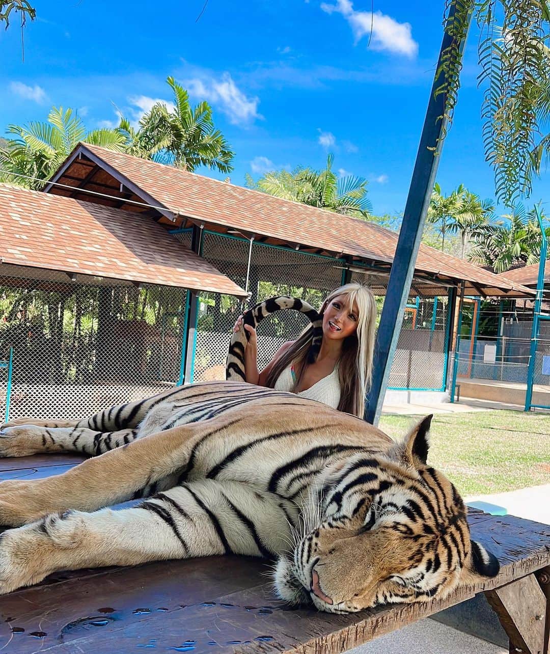 やよさーんさんのインスタグラム写真 - (やよさーんInstagram)「. ちょっと大きな🐅さん😍😍 動くと怖かったなぁぁ🤣 次は1番大きい虎と触れ合いたい🐅🐅🐅 . . #タイガーパーク #tigerpark #プーケット #phuket」2月9日 12時14分 - yayosaan