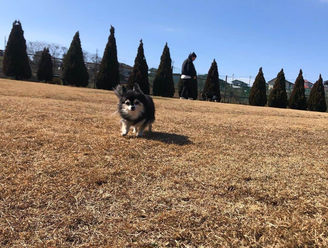 小野真弓さんのインスタグラム写真 - (小野真弓Instagram)「こんにちは☺️ カラッと晴天🌞  ハナちゃんが〜 走った😆🐾💘 ＼(^ω^)／  おばあちゃんのハナちゃん☺️🦝❤️ 最近、絶好調✨  昨年、体調を崩し、 一時はどーなることかと心配な毎日でしたが、 すっかり復活😆🐾 お薬飲んだりいろいろありますが〜 のんびり長生きしてほしい🥺✨  ハルくんはいつも通り、 呼ぶと、にっこにこで走ってきます🐏😆  ハナハルが走ると〜 おかーさんもテンション上がって 走りたくなーる🙋‍♀️✨😆  #チワワ#ハナちゃん #シニア犬#心肥大#僧帽弁閉鎖不全症#気管虚脱#腎臓疾患#咳こんこん  #チワマル#ハルくん #元気いっぱい#オレ様犬  #雑種猫兄妹#アオくん#ナナちゃん #お泊まり猫#ちりんくん #ドッグラン #犬と猫のいる暮らし#犬猫日記」2月9日 13時59分 - hanaharuaroi