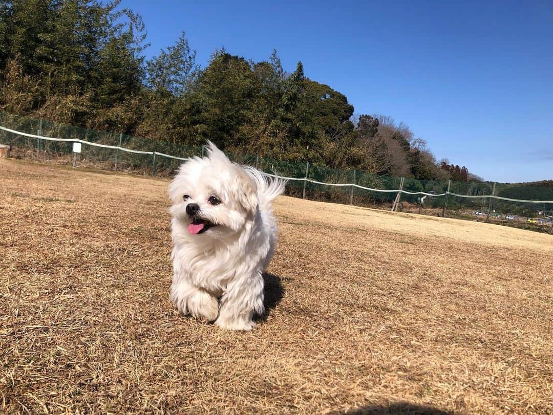 小野真弓さんのインスタグラム写真 - (小野真弓Instagram)「こんにちは☺️ カラッと晴天🌞  ハナちゃんが〜 走った😆🐾💘 ＼(^ω^)／  おばあちゃんのハナちゃん☺️🦝❤️ 最近、絶好調✨  昨年、体調を崩し、 一時はどーなることかと心配な毎日でしたが、 すっかり復活😆🐾 お薬飲んだりいろいろありますが〜 のんびり長生きしてほしい🥺✨  ハルくんはいつも通り、 呼ぶと、にっこにこで走ってきます🐏😆  ハナハルが走ると〜 おかーさんもテンション上がって 走りたくなーる🙋‍♀️✨😆  #チワワ#ハナちゃん #シニア犬#心肥大#僧帽弁閉鎖不全症#気管虚脱#腎臓疾患#咳こんこん  #チワマル#ハルくん #元気いっぱい#オレ様犬  #雑種猫兄妹#アオくん#ナナちゃん #お泊まり猫#ちりんくん #ドッグラン #犬と猫のいる暮らし#犬猫日記」2月9日 13時59分 - hanaharuaroi