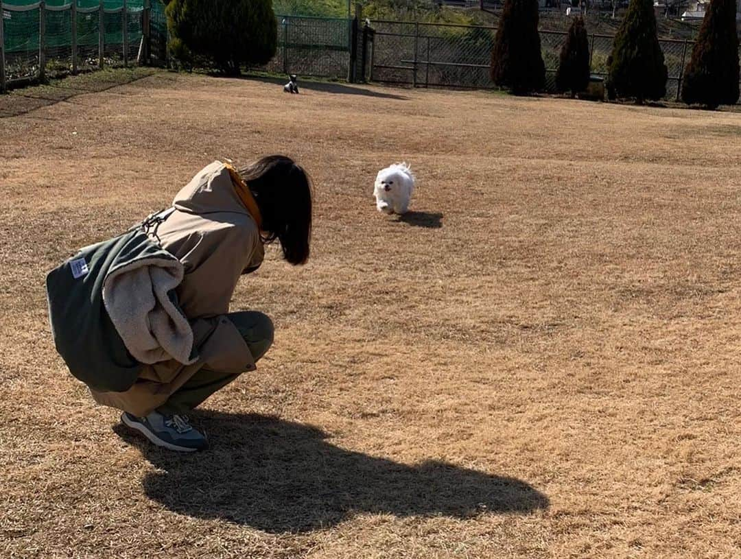 小野真弓さんのインスタグラム写真 - (小野真弓Instagram)「こんにちは☺️ カラッと晴天🌞  ハナちゃんが〜 走った😆🐾💘 ＼(^ω^)／  おばあちゃんのハナちゃん☺️🦝❤️ 最近、絶好調✨  昨年、体調を崩し、 一時はどーなることかと心配な毎日でしたが、 すっかり復活😆🐾 お薬飲んだりいろいろありますが〜 のんびり長生きしてほしい🥺✨  ハルくんはいつも通り、 呼ぶと、にっこにこで走ってきます🐏😆  ハナハルが走ると〜 おかーさんもテンション上がって 走りたくなーる🙋‍♀️✨😆  #チワワ#ハナちゃん #シニア犬#心肥大#僧帽弁閉鎖不全症#気管虚脱#腎臓疾患#咳こんこん  #チワマル#ハルくん #元気いっぱい#オレ様犬  #雑種猫兄妹#アオくん#ナナちゃん #お泊まり猫#ちりんくん #ドッグラン #犬と猫のいる暮らし#犬猫日記」2月9日 13時59分 - hanaharuaroi