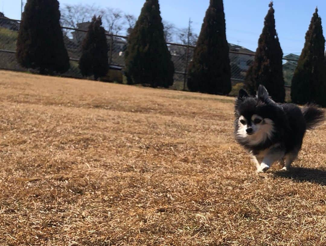 小野真弓さんのインスタグラム写真 - (小野真弓Instagram)「こんにちは☺️ カラッと晴天🌞  ハナちゃんが〜 走った😆🐾💘 ＼(^ω^)／  おばあちゃんのハナちゃん☺️🦝❤️ 最近、絶好調✨  昨年、体調を崩し、 一時はどーなることかと心配な毎日でしたが、 すっかり復活😆🐾 お薬飲んだりいろいろありますが〜 のんびり長生きしてほしい🥺✨  ハルくんはいつも通り、 呼ぶと、にっこにこで走ってきます🐏😆  ハナハルが走ると〜 おかーさんもテンション上がって 走りたくなーる🙋‍♀️✨😆  #チワワ#ハナちゃん #シニア犬#心肥大#僧帽弁閉鎖不全症#気管虚脱#腎臓疾患#咳こんこん  #チワマル#ハルくん #元気いっぱい#オレ様犬  #雑種猫兄妹#アオくん#ナナちゃん #お泊まり猫#ちりんくん #ドッグラン #犬と猫のいる暮らし#犬猫日記」2月9日 13時59分 - hanaharuaroi