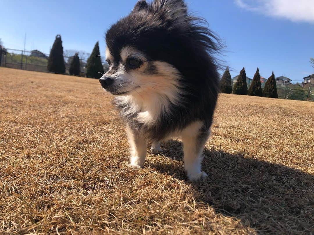 小野真弓さんのインスタグラム写真 - (小野真弓Instagram)「こんにちは☺️ カラッと晴天🌞  ハナちゃんが〜 走った😆🐾💘 ＼(^ω^)／  おばあちゃんのハナちゃん☺️🦝❤️ 最近、絶好調✨  昨年、体調を崩し、 一時はどーなることかと心配な毎日でしたが、 すっかり復活😆🐾 お薬飲んだりいろいろありますが〜 のんびり長生きしてほしい🥺✨  ハルくんはいつも通り、 呼ぶと、にっこにこで走ってきます🐏😆  ハナハルが走ると〜 おかーさんもテンション上がって 走りたくなーる🙋‍♀️✨😆  #チワワ#ハナちゃん #シニア犬#心肥大#僧帽弁閉鎖不全症#気管虚脱#腎臓疾患#咳こんこん  #チワマル#ハルくん #元気いっぱい#オレ様犬  #雑種猫兄妹#アオくん#ナナちゃん #お泊まり猫#ちりんくん #ドッグラン #犬と猫のいる暮らし#犬猫日記」2月9日 13時59分 - hanaharuaroi