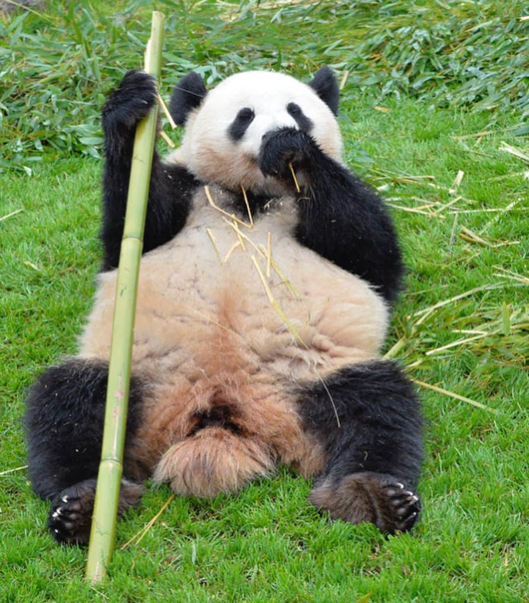 パンダ（白浜）さんのインスタグラム写真 - (パンダ（白浜）Instagram)「Thanks, Love, Origin of HELLO PANDA #桜浜 #桃浜　🌸🍑 #cutepanda #giantpanda #ジャイアントパンダ　#赤ちゃん #baby #funny #panda #パンダ #pandababy #pandas #cute #animal #animals #zoo #baby #love #adventureworld #アドベンチャーワールド ⭐︎ #pandamentalcosplay」2月9日 15時36分 - hellopanda_book
