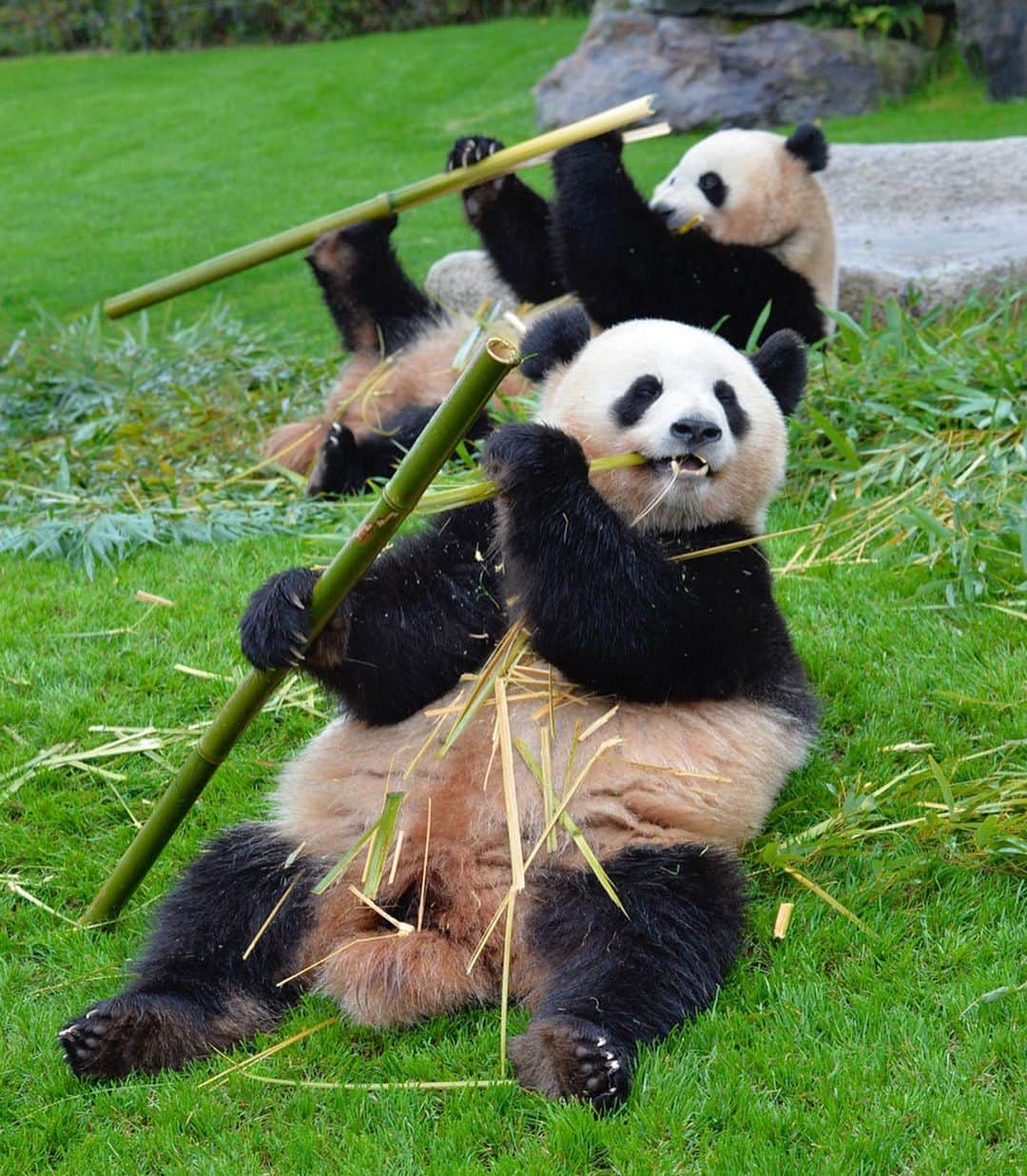 パンダ（白浜）さんのインスタグラム写真 - (パンダ（白浜）Instagram)「Thanks, Love, Origin of HELLO PANDA #桜浜 #桃浜　🌸🍑 #cutepanda #giantpanda #ジャイアントパンダ　#赤ちゃん #baby #funny #panda #パンダ #pandababy #pandas #cute #animal #animals #zoo #baby #love #adventureworld #アドベンチャーワールド ⭐︎ #pandamentalcosplay」2月9日 15時36分 - hellopanda_book