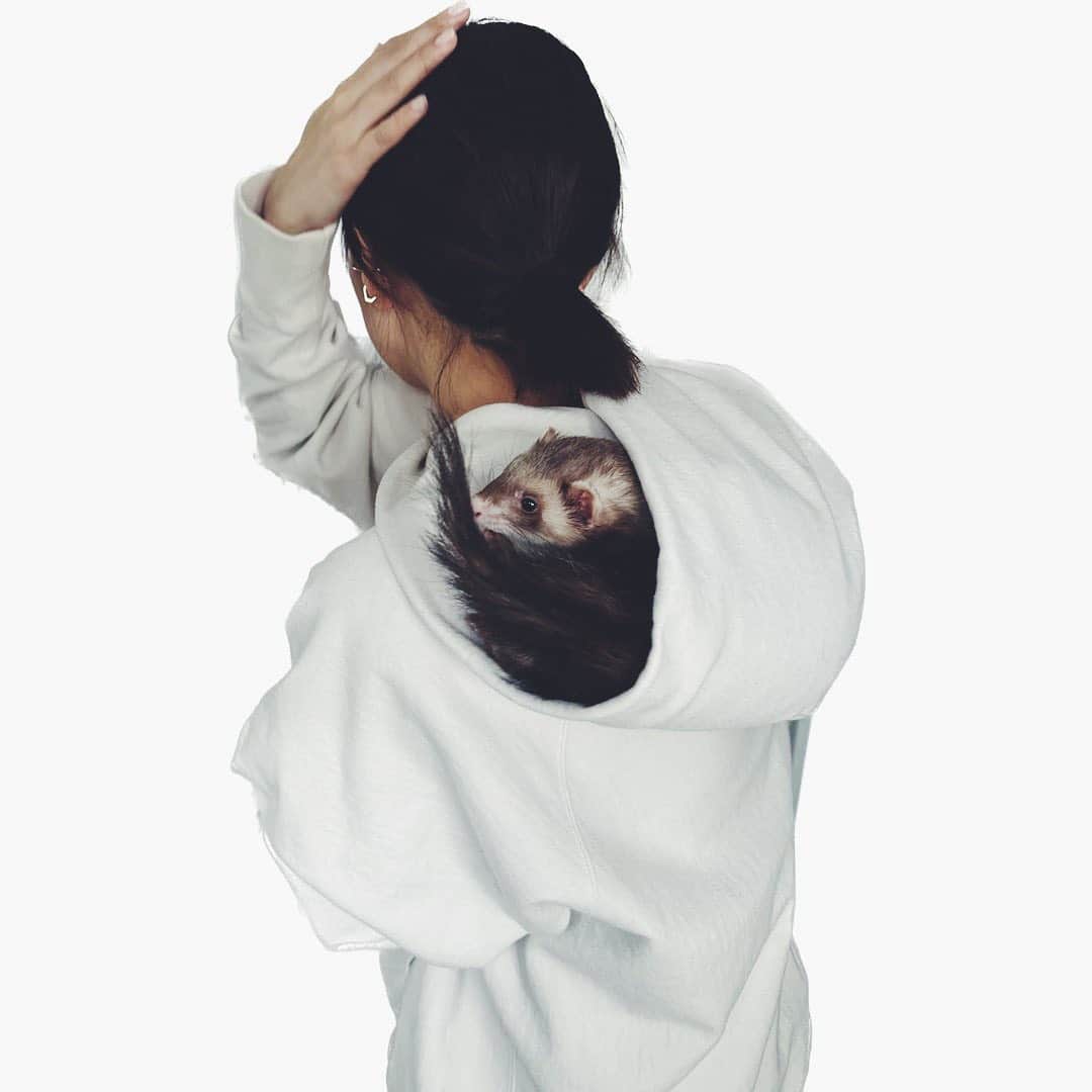 芳根京子さんのインスタグラム写真 - (芳根京子Instagram)「カンガルーの袋的なこと？  最後の写真は私が髪結んでる時。 それでも気にせずに入ってた。  かわええ。  #フェレット」2月9日 19時04分 - yoshinekyoko