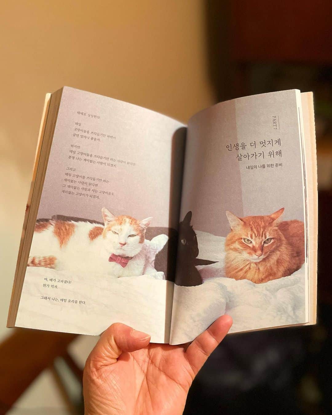 猫沢エミさんのインスタグラム写真 - (猫沢エミInstagram)「そういえば「ねこしき」お隣の韓国でも出版されているのですよ。  今回の日本で受け取った。  ハングル文字って美しいなぁと昔から感じており、その昔、1日だけ韓国語教室へ行ったことがある。残念ながら、その後、韓国語と私の関係はそれきりになってしまったのだけど。  韓国の近代史と女性の社会的立場を知れば知るほど応援したい気持ちになる。  輝ける韓国女性たちにエールを贈る、そんな本として読んで頂けたら嬉しい。  감사합니다  최선을 다하십시오❣️  #ねこしき　#猫パリ　#猫沢図書館  @unfold_editor」2月9日 19時17分 - necozawaemi