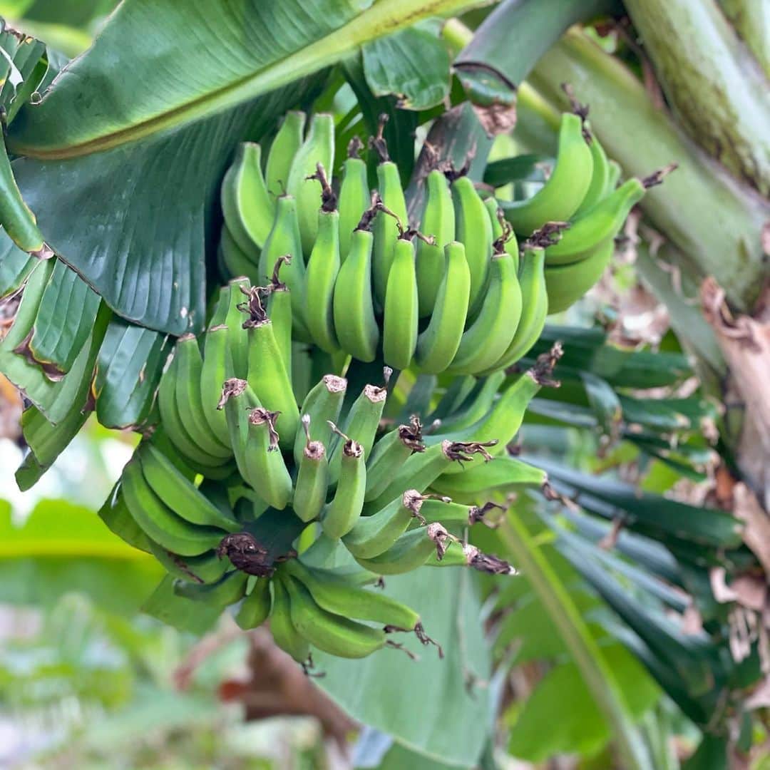 田中律子さんのインスタグラム写真 - (田中律子Instagram)「今年もバナナ🍌は豊作になりそうです💛🍌💛🍌🐒🍌💛  あっちにもこっちにも、バナナが花を咲かせて実が出来てる❗️❗️6個はすでに大きくなってきてるから、牛糞の肥料をあげなきゃ✨大きくなーーれ🍌🍌  #okinawa  #okinawalife  #beachlife  #gardening  #banana  #organic  #自家製バナナ  #今年も豊作」2月10日 9時47分 - ri2kotanaka