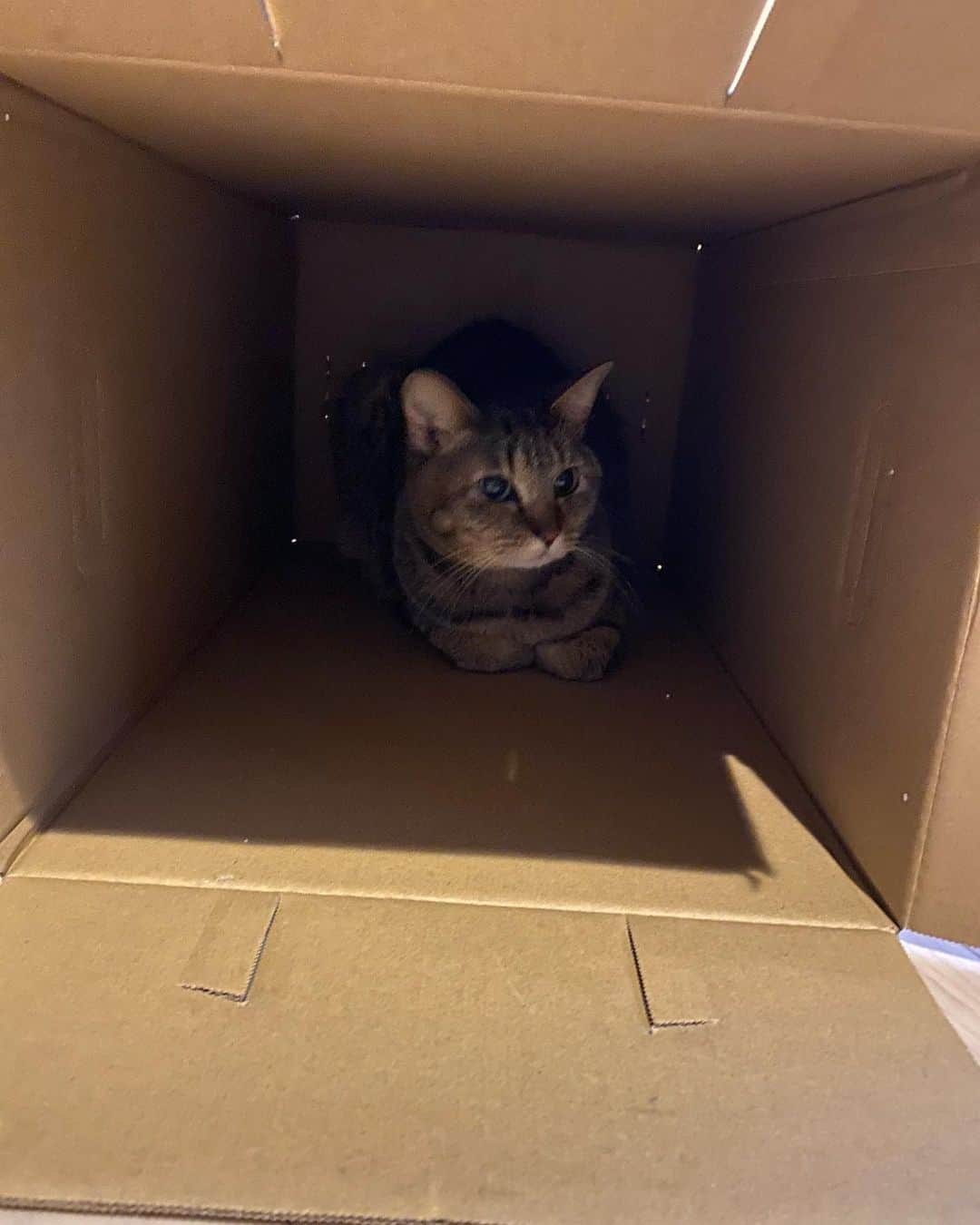 長与千種さんのインスタグラム写真 - (長与千種Instagram)「・ 箱は立派な遊びになる。  涼ちゃんの為に まだ、箱をしまうのは やめておこう🎁 ・  #長与家のにゃんこさん  #ねこ好き  #ねこすきさんと繋がりたい  #ねこすたぐらむ  #ねこのいる生活  #保護猫と暮らす  #保護猫  #長女」2月10日 11時41分 - chigusanagayo