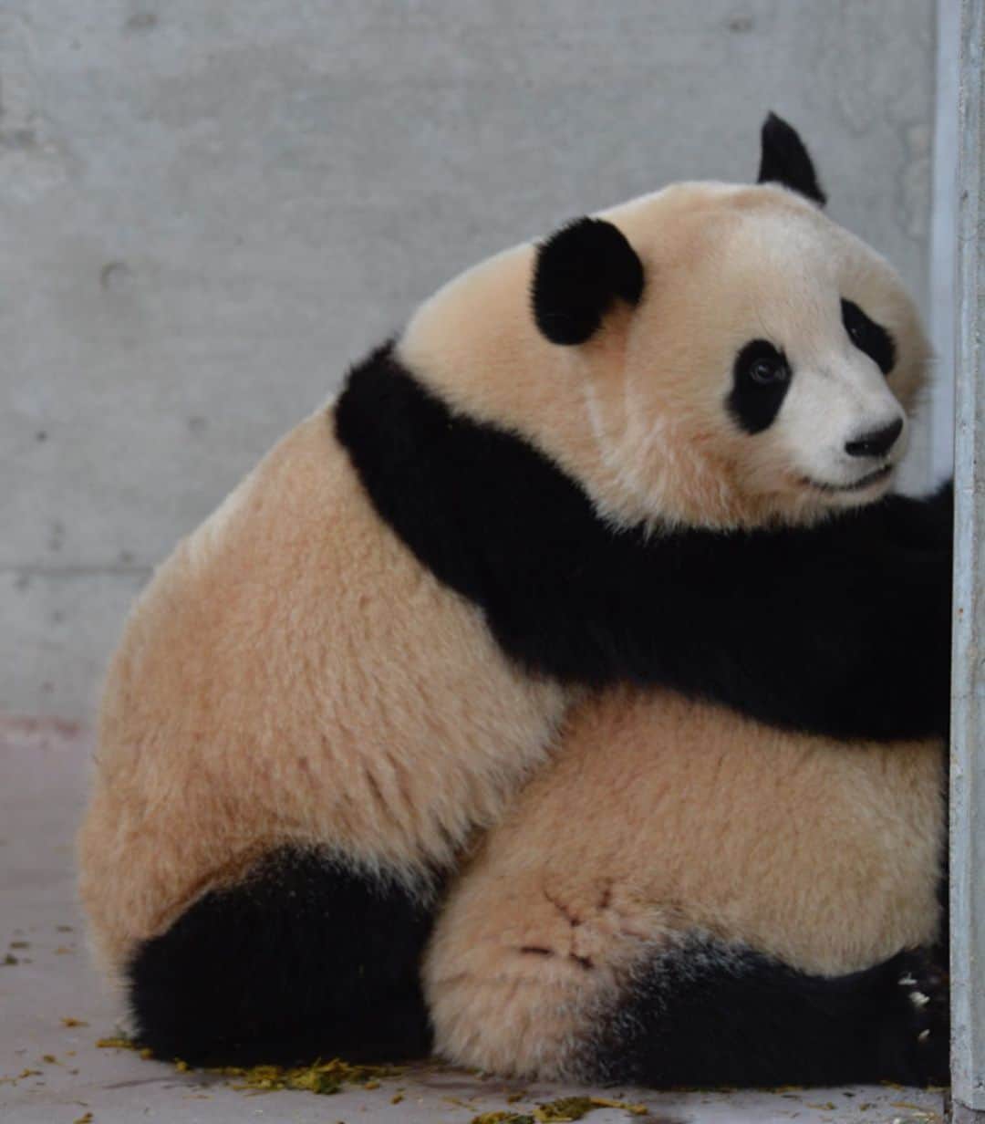 パンダ（白浜）さんのインスタグラム写真 - (パンダ（白浜）Instagram)「Thanks, Love, Origin of HELLO PANDA #桜浜 #桃浜　🌸🍑 #cutepanda #giantpanda #ジャイアントパンダ　#赤ちゃん #baby #funny #panda #パンダ #pandababy #pandas #cute #animal #animals #zoo #baby #love #adventureworld #アドベンチャーワールド ⭐︎ #pandamentalcosplay」2月10日 15時45分 - hellopanda_book