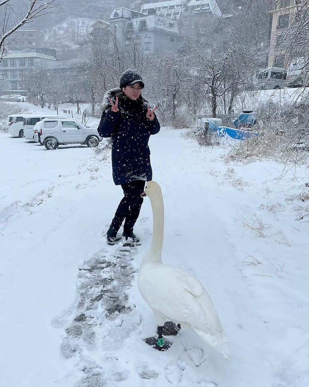 岡安弥生さんのインスタグラム写真 - (岡安弥生Instagram)「今朝は、富士河口湖で生中継していたら、白鳥さんが、そばに近づいてきて、一緒に雪のリポート❄️🥰 可愛かったぁ#雪リポート#積雪#河口湖#大雪#生中継#真っ白#白鳥#珍客#出演#かわいい#羽鳥慎一モーニングショー#report#kawaguchiko #yamanashi#morningshow#live#snow」2月10日 16時12分 - yayoin3