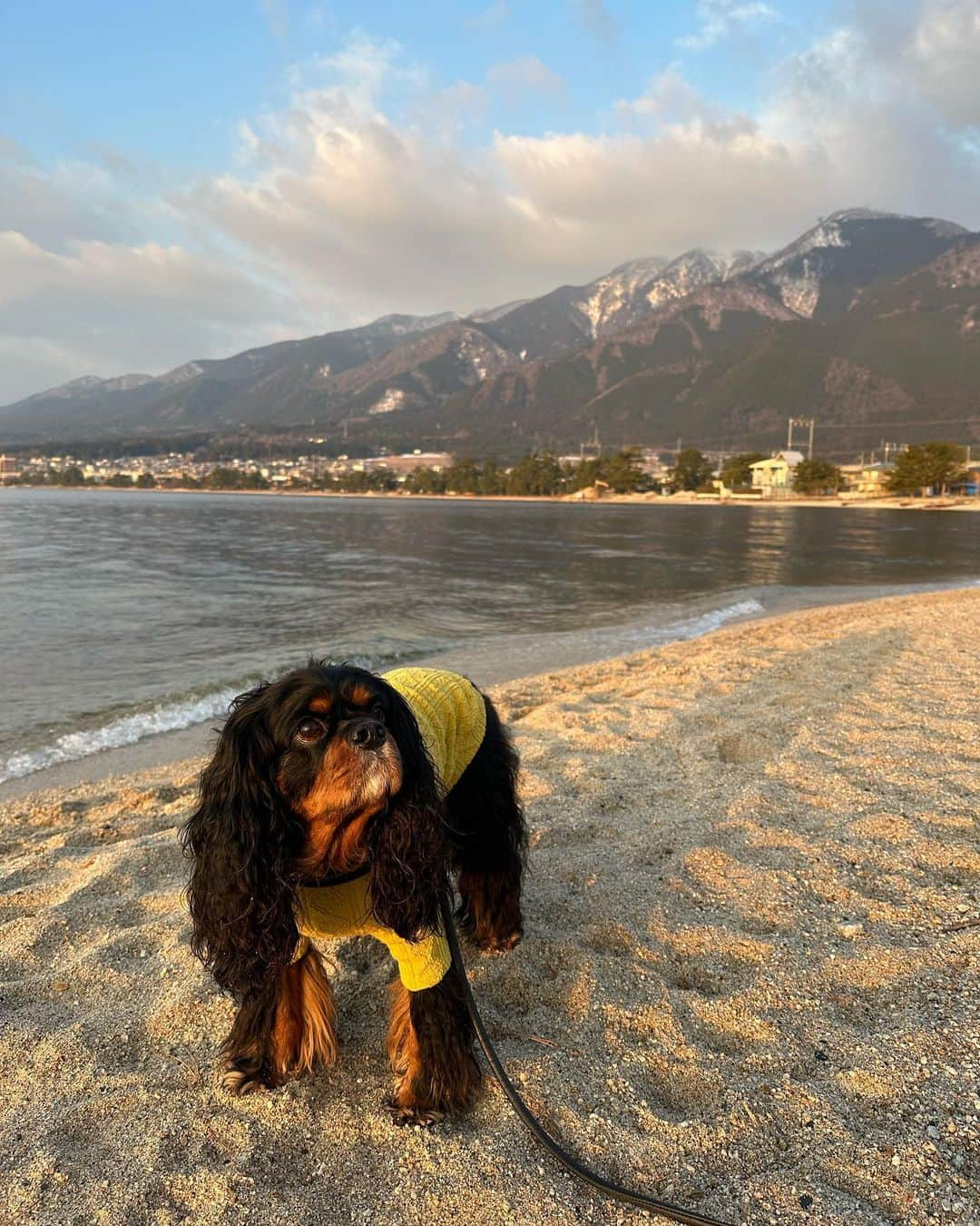 奈美悦子さんのインスタグラム写真 - (奈美悦子Instagram)「琵琶湖「松の浦別邸」に行って来ました。 温泉三昧！クッキーとのんびり。 #琵琶湖 ＃松の浦別邸#ワンコとお泊まり #遠い #温泉#温泉好き #贅沢 #ゆっくり #のんびり #愛犬 #ワンコのいる生活 #キャバリアキングチャールズスパニエル #ブラックタン #可愛い #男の子 #好き」2月11日 6時31分 - nami.etsuko