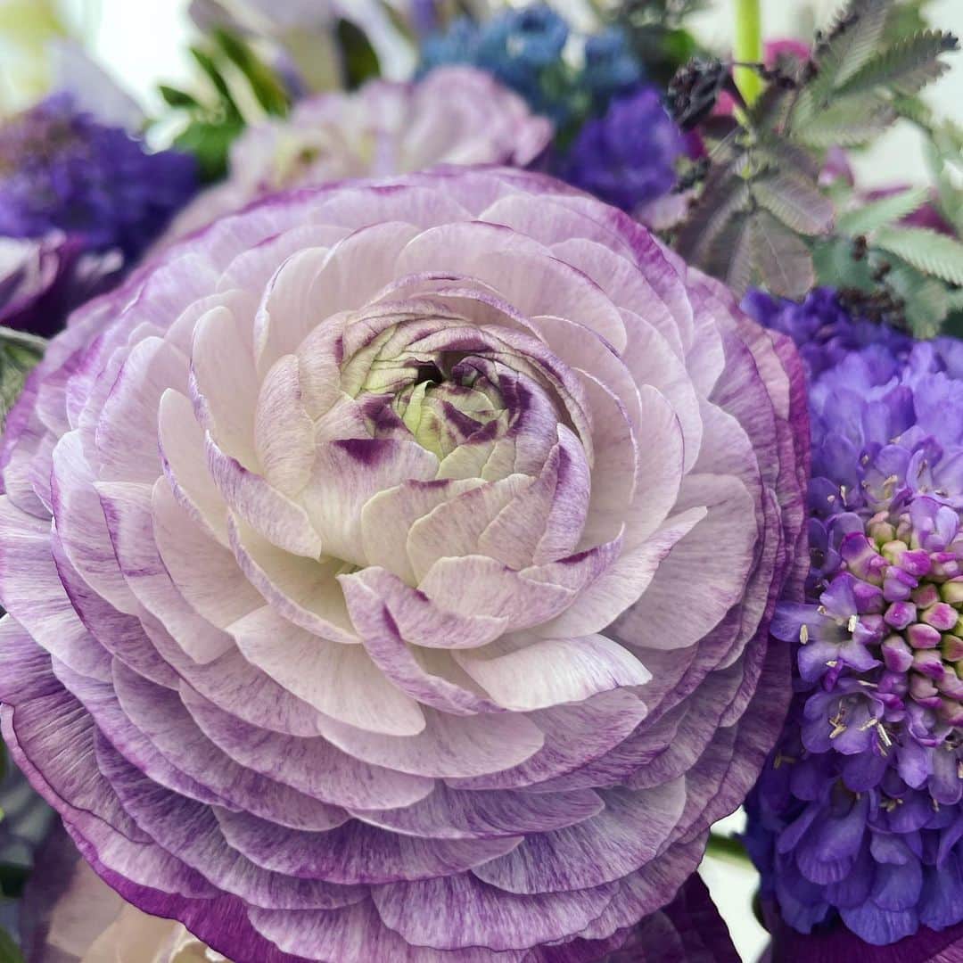 望月理恵さんのインスタグラム写真 - (望月理恵Instagram)「紫のラナンキュラス 花言葉は幸福  幾重にも重なる花びら 見てて飽きないんですよね〜。  お誕生日にたくさんの お花、頂きました。 本当にありがとうございました！ 今、お家がお花の香りでいっぱいです☺️ #花生活#花好き #ラナンキュラス#紫」2月11日 11時54分 - mochiee28