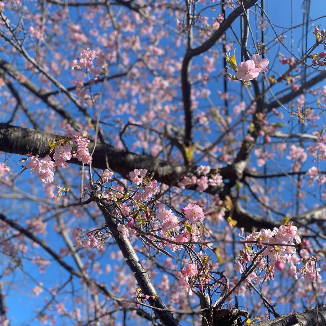 板谷由夏 さんのインスタグラム写真 - (板谷由夏 Instagram)「河津桜が咲きました。早いな。 久しぶりに　@knockscateringが 遊びにきました。 2人で昼から呑みながら 料理して、笑って、愚痴って 油断すると泣きそうで。 ありがとう。健康第一で歳を重ねて行こうね。 赤い大根のサラダ、兵庫の生牡蠣、蕪のグリル、里芋の甘辛、 手羽中の唐揚げ、インゲンと人参の白和え カリフラワーと牡蠣のグラタン」2月11日 19時24分 - yukaitaya