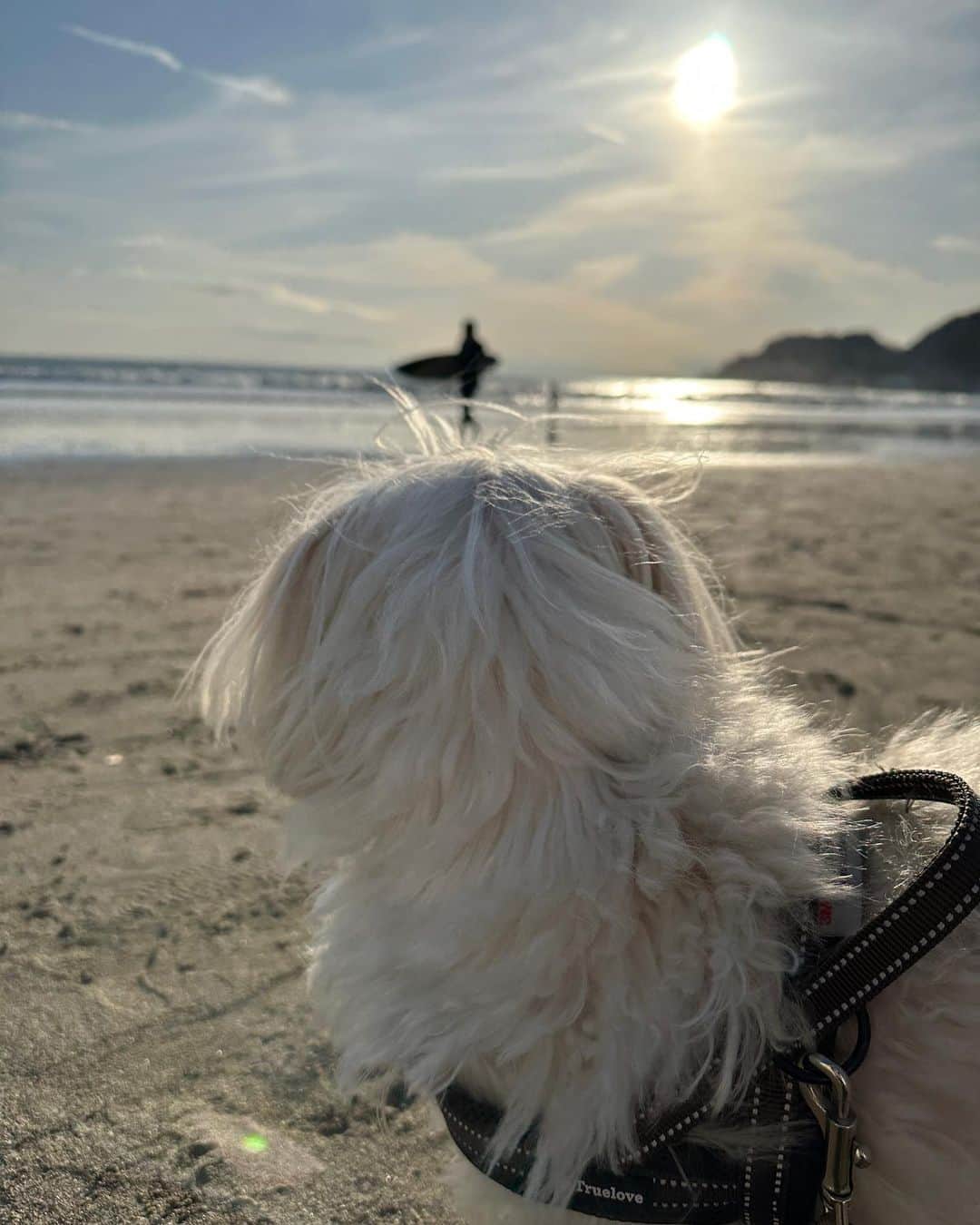 NOA（ノア）さんのインスタグラム写真 - (NOA（ノア）Instagram)「初海ラッフィー I took Laffy to the beach for the first time🐾 4枚目逞しい後ろ姿😂」2月11日 20時20分 - n_o_a_3_