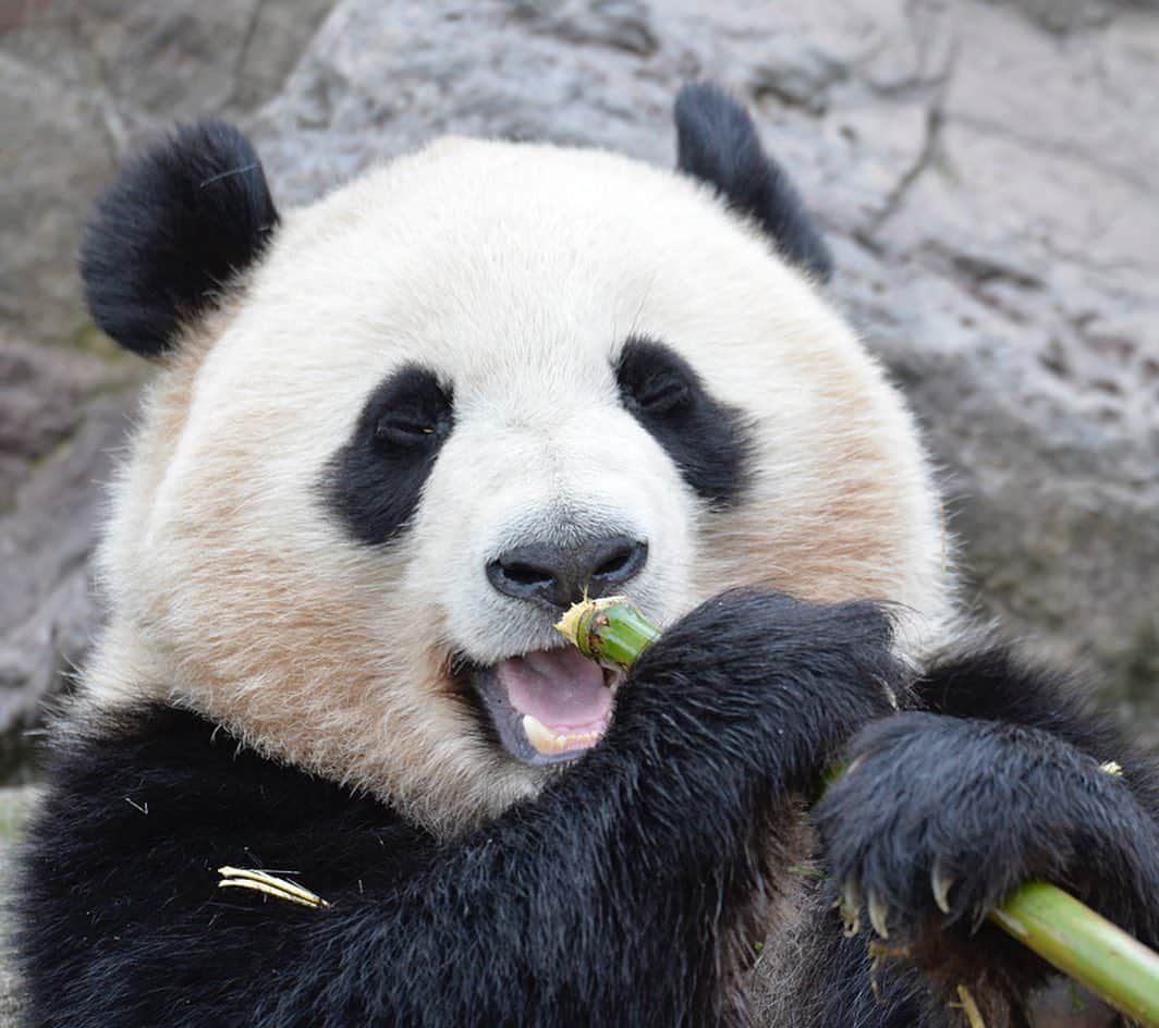 パンダ（白浜）さんのインスタグラム写真 - (パンダ（白浜）Instagram)「Thanks, Love, Origin of HELLO PANDA #桜浜 #桃浜　🌸🍑 #cutepanda #giantpanda #ジャイアントパンダ　#赤ちゃん #baby #funny #panda #パンダ #pandababy #pandas #cute #animal #animals #zoo #baby #love #adventureworld #アドベンチャーワールド ⭐︎ #pandamentalcosplay」2月11日 20時40分 - hellopanda_book