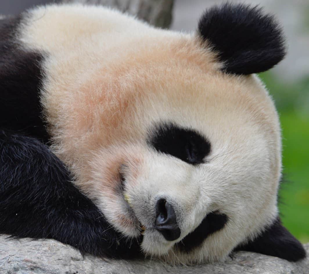 パンダ（白浜）さんのインスタグラム写真 - (パンダ（白浜）Instagram)「Thanks, Love, Origin of HELLO PANDA #桜浜 #桃浜　🌸🍑 #cutepanda #giantpanda #ジャイアントパンダ　#赤ちゃん #baby #funny #panda #パンダ #pandababy #pandas #cute #animal #animals #zoo #baby #love #adventureworld #アドベンチャーワールド ⭐︎ #pandamentalcosplay」2月11日 20時40分 - hellopanda_book