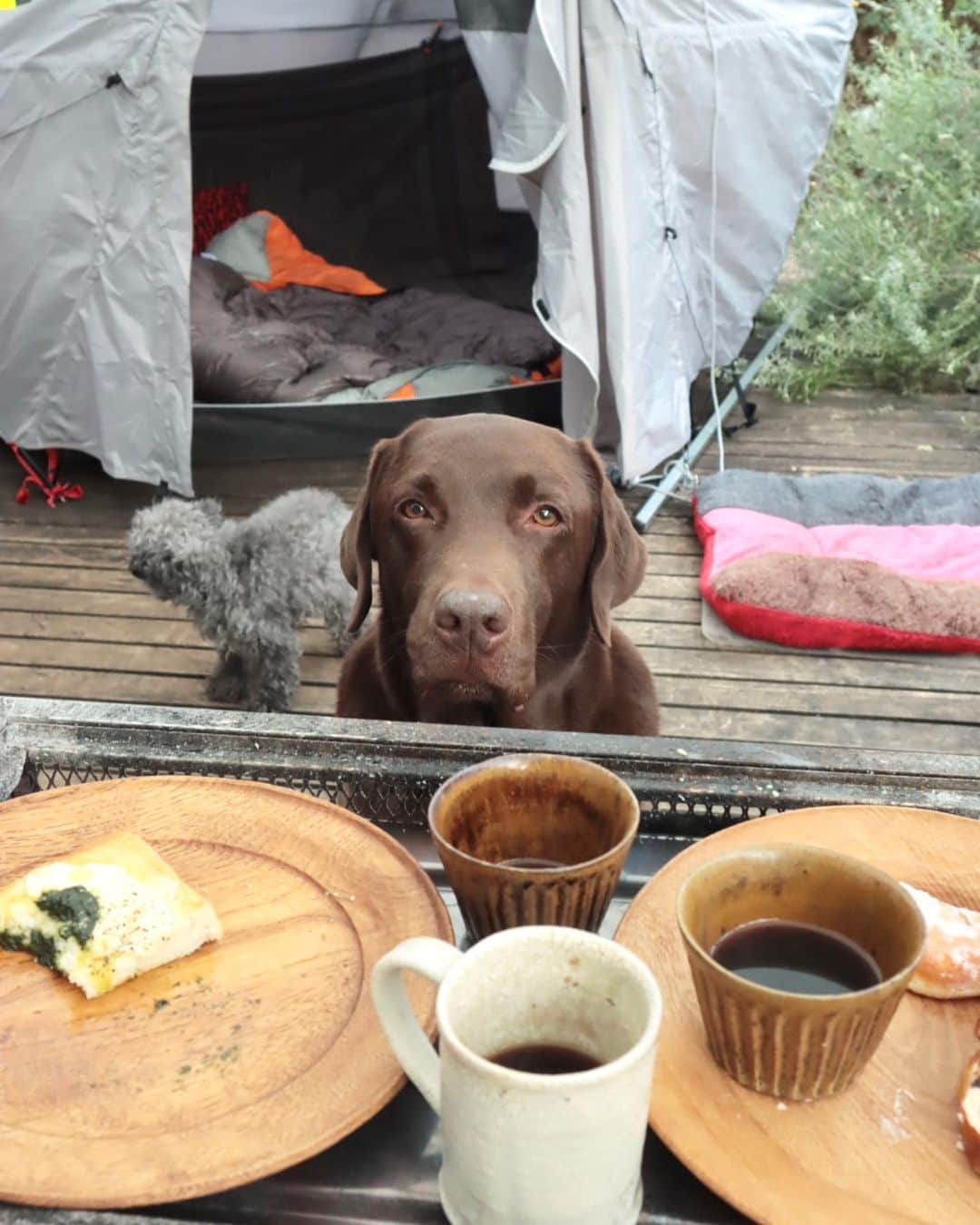 masakiさんのインスタグラム写真 - (masakiInstagram)「キャンプ日和⛺️ スープとパン コーヒーとドーナツ 庭でキャンプ気分 今日のスープはブロッコリーと じゃがいものポタージュでした♡ 本日の東京ぽかぽか 娘が大あくびしてた🥱w」2月12日 15時43分 - mogurapicassowols