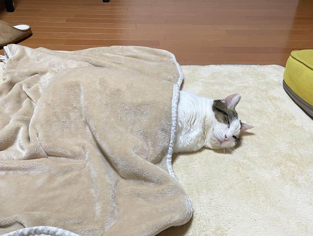 ひのき猫さんのインスタグラム写真 - (ひのき猫Instagram)「スヤスヤ寝ております(*˘꒳​˘*)ｽﾔｧ…」2月12日 21時11分 - hinoki.cute.kitten
