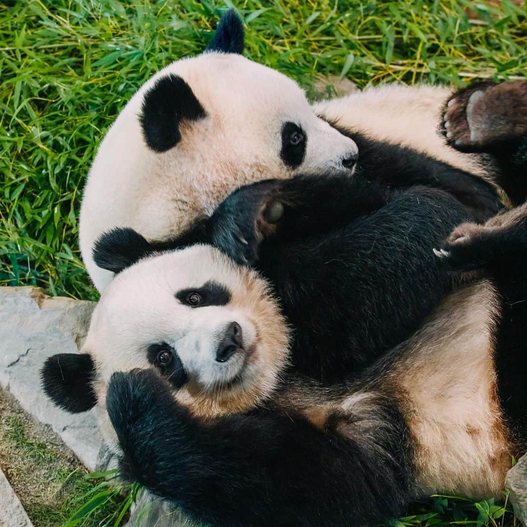 パンダ（白浜）さんのインスタグラム写真 - (パンダ（白浜）Instagram)「Thanks, Love, Origin of HELLO PANDA #桜浜 #桃浜　🌸🍑 #cutepanda #giantpanda #ジャイアントパンダ　#赤ちゃん #baby #funny #panda #パンダ #pandababy #pandas #cute #animal #animals #zoo #baby #love #adventureworld #アドベンチャーワールド ⭐︎ #pandamentalcosplay」2月13日 0時13分 - hellopanda_book