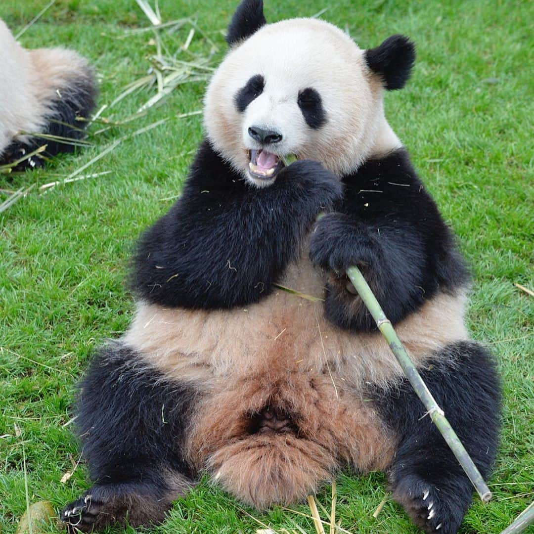 パンダ（白浜）さんのインスタグラム写真 - (パンダ（白浜）Instagram)「Thanks, Love, Origin of HELLO PANDA #桜浜 #桃浜　🌸🍑 #cutepanda #giantpanda #ジャイアントパンダ　#赤ちゃん #baby #funny #panda #パンダ #pandababy #pandas #cute #animal #animals #zoo #baby #love #adventureworld #アドベンチャーワールド ⭐︎ #pandamentalcosplay」2月13日 0時13分 - hellopanda_book
