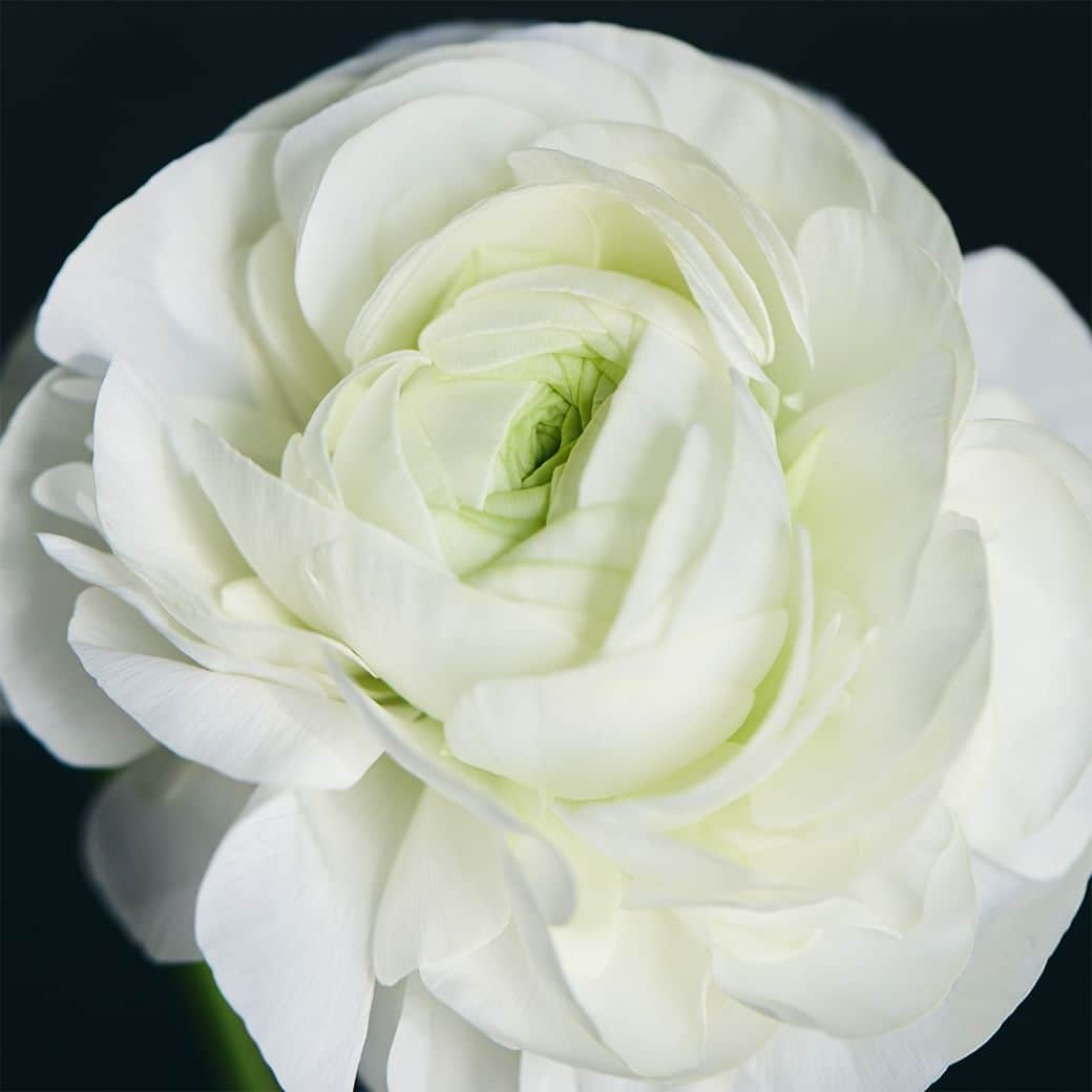 青山フラワーマーケットさんのインスタグラム写真 - (青山フラワーマーケットInstagram)「ふわっと広がる純白の花びら。 大ぶりの花姿。 それはまさに、綿帽子のよう。 　 フラワースピリット（長野県）のラナンキュラス「綿帽子」が、国際園芸博覧会『Floriade（フロリアード）2022』でみごと金賞を受賞しました。 フロリアードは、「花のオリンピック」と称される10年に1度オランダで開催される花の国際EXPO。 世界中の花が集まって競われる花きコンテストの「その他の春の花」部門での受賞です。 　 繊細な花びらとその華麗な白さ。 優美でありつつ、可憐な印象も与える「綿帽子」。 　 その美しさをぜひご覧いただきたい、という想いから、青山フラワーマーケットの店頭に並ぶことになりました。 数量が限られているため全店ではありませんが、入荷情報をハイライト「綿帽子」に掲載いたしました。 （ブランドサイトや公式アプリのニュースでもご覧いただけます） 　 「世界一のラナンキュラス」の魅力に酔いしれてください。 　 #綿帽子 #ラナンキュラス #ranunculus #フロリアード #花のオリンピック #floriade #入荷情報 #花とおうち時間 #季節を楽しむ #花を楽しむ #花のある暮らし #花のある日常 #花の飾り方 #花を飾る #花を飾ろう #花を飾る生活 #インテリア #花 #aoyamaflowermarket #青山フラワーマーケット #livingwithflowerseveryday」2月13日 21時00分 - aoyamaflowermarket