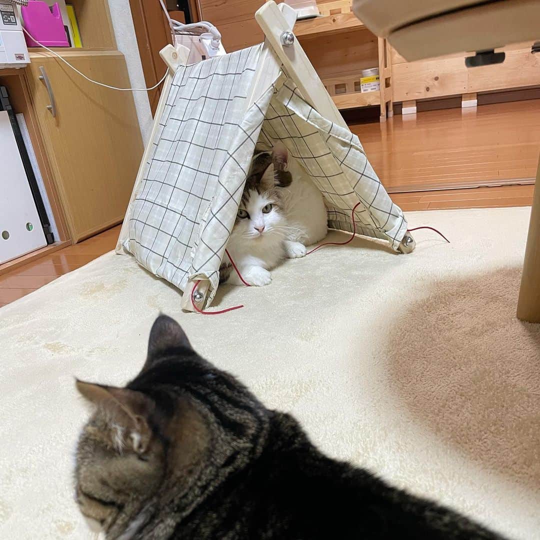 ひのき猫さんのインスタグラム写真 - (ひのき猫Instagram)「テントが大人気なんです(*´艸`)」2月14日 19時22分 - hinoki.cute.kitten