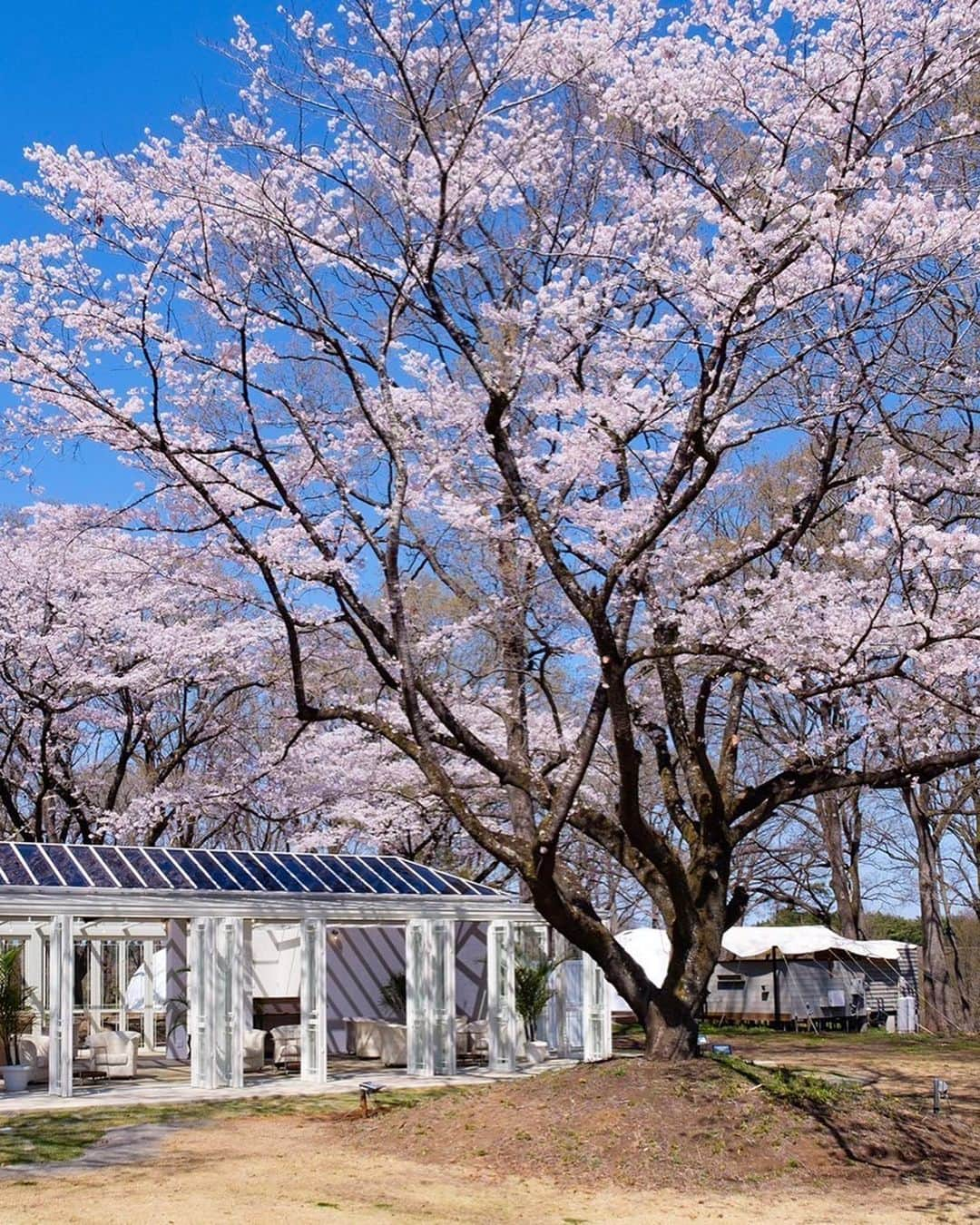 とくさきさんのインスタグラム写真 - (とくさきInstagram)「あと1ヶ月ちょっとで春が来る🌸❤️ やっぱり桜の季節はお花見ゴルフしたい🥺 紫塚ゴルフ倶楽部で花見ゴルフした時の写真見返したら最高すぎてまたやりたい気分になってる✨ . しかも芳賀フォームはお花見しながらBBQもできるから、春に紫塚行く人は絶対泊まりでゴルフ＆グランピング＆BBQしてほしい🥺🍖💕 . ちなみに私も4月泊まりで行くんだぁ😆 4月に行こうと思ってる人、早めに予約した方が良いかも🥰 .  #ゴルフ#ゴルフ女子#golf#golfgirl#golfswing#ゴルフスイング#sports#スポーツ#スポーツ女子#골프#골프여자#尔夫球#高尔夫#ゴルフウェア#golfwear#お花見ゴルフ#紫塚ゴルフクラブ#芳賀ファーム#グランピング」2月14日 20時06分 - tokusaki_golf