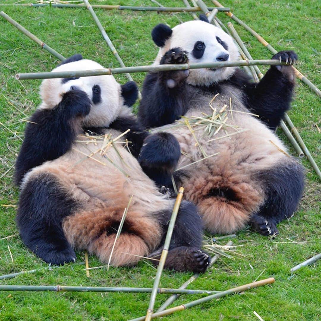 パンダ（白浜）さんのインスタグラム写真 - (パンダ（白浜）Instagram)「Thanks, Love, Origin of HELLO PANDA #桜浜 #桃浜　🌸🍑 #cutepanda #giantpanda #ジャイアントパンダ　#赤ちゃん #baby #funny #panda #パンダ #pandababy #pandas #cute #animal #animals #zoo #baby #love #adventureworld #アドベンチャーワールド ⭐︎ #pandamentalcosplay」2月14日 23時14分 - hellopanda_book